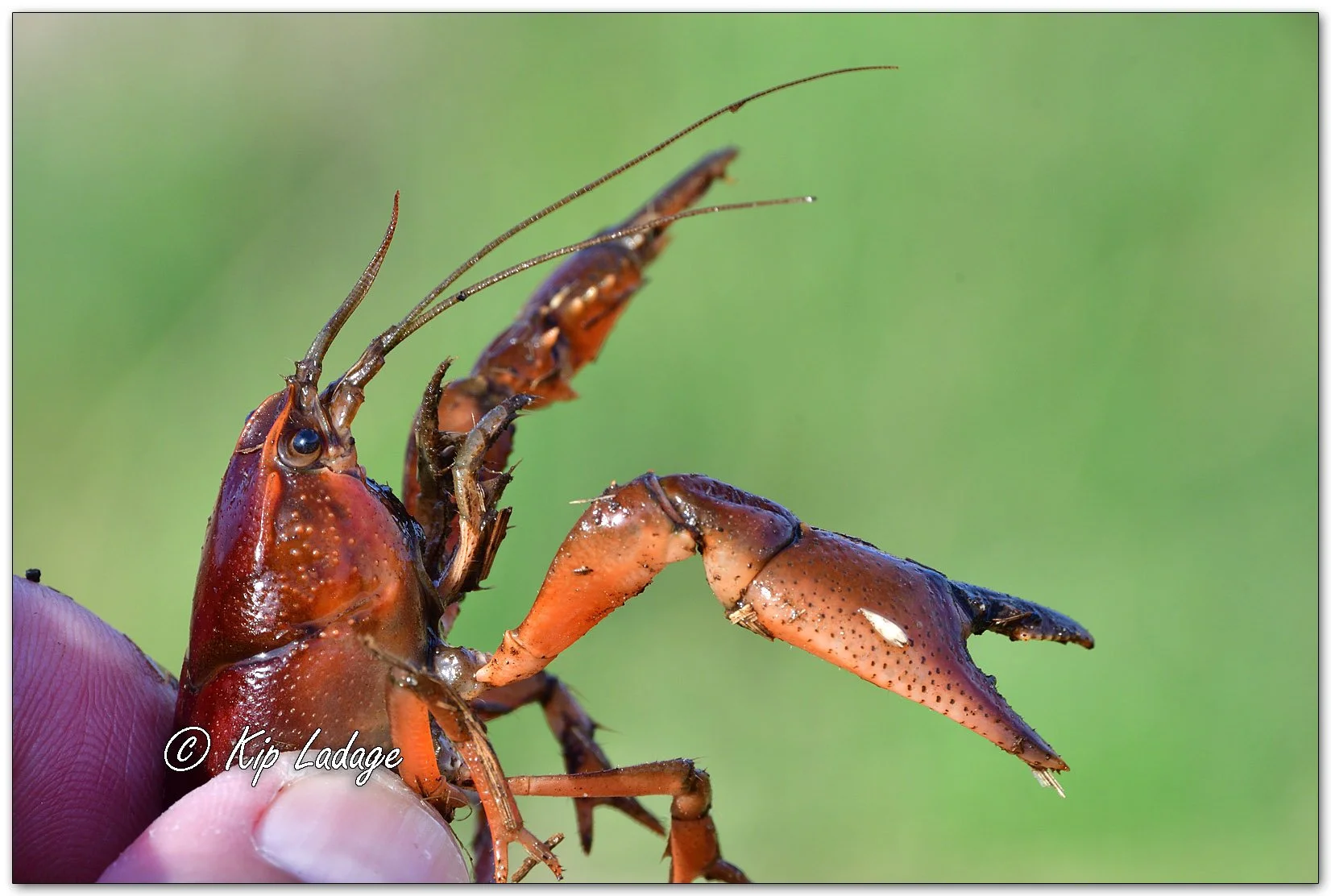 Crawdad - Image 1087013