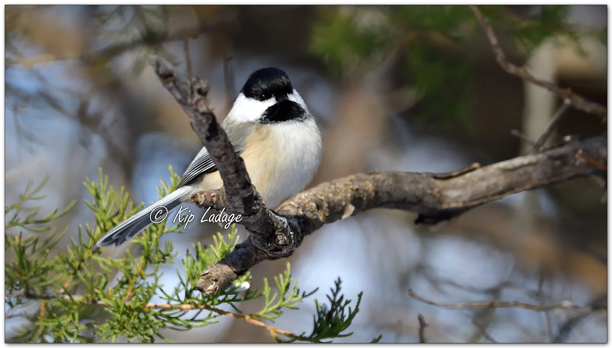 Black-capped Chickadee - Image 1049675