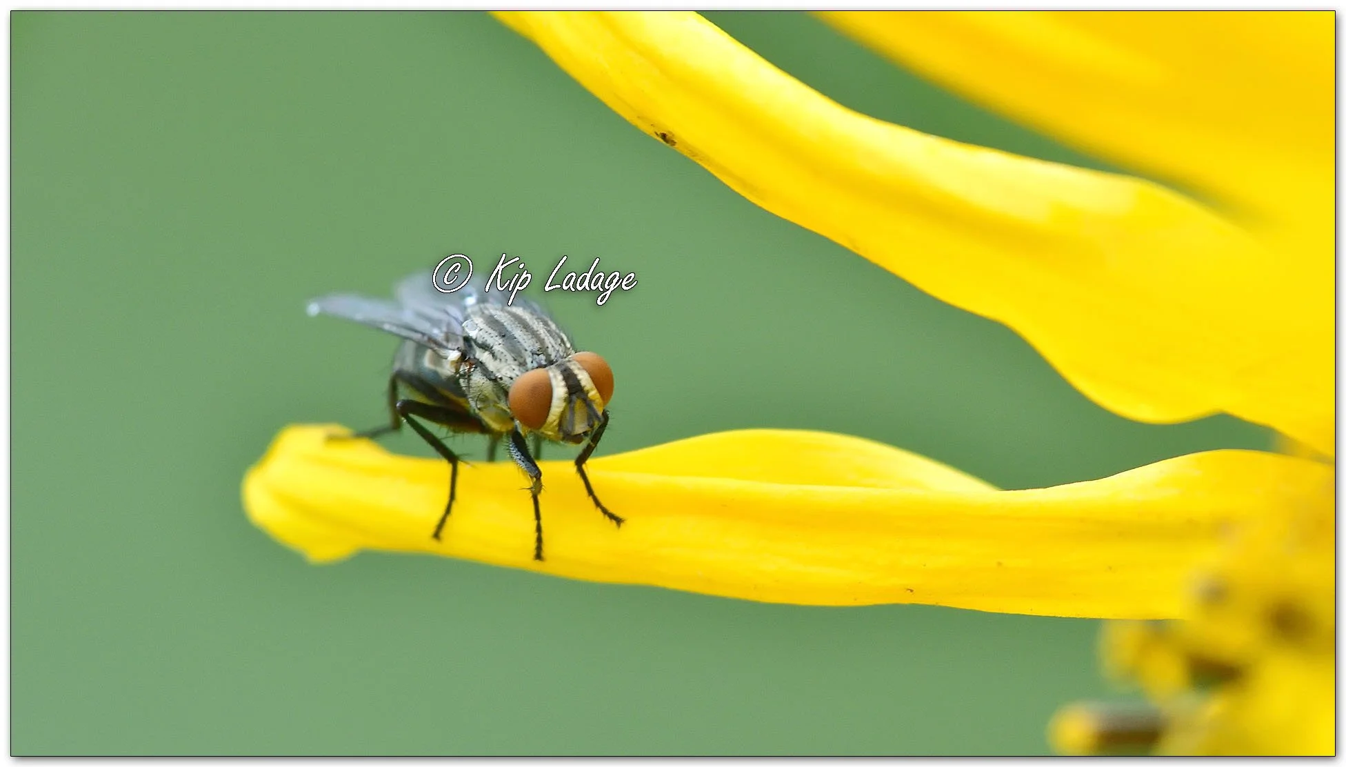 Flesh Fly on False Sunflower - Image 1152184