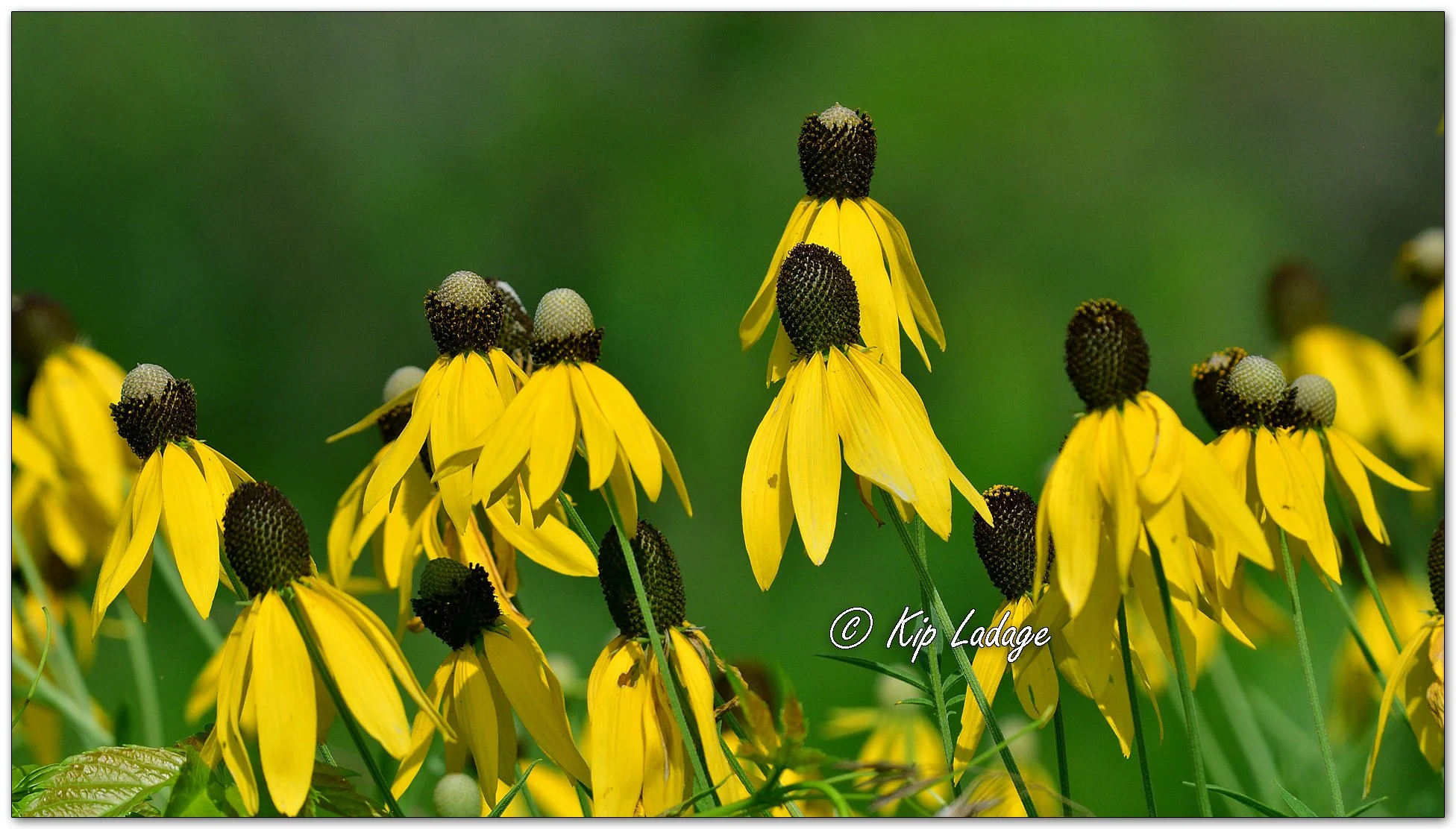 Gray-headed Coneflowers - Image 1122959