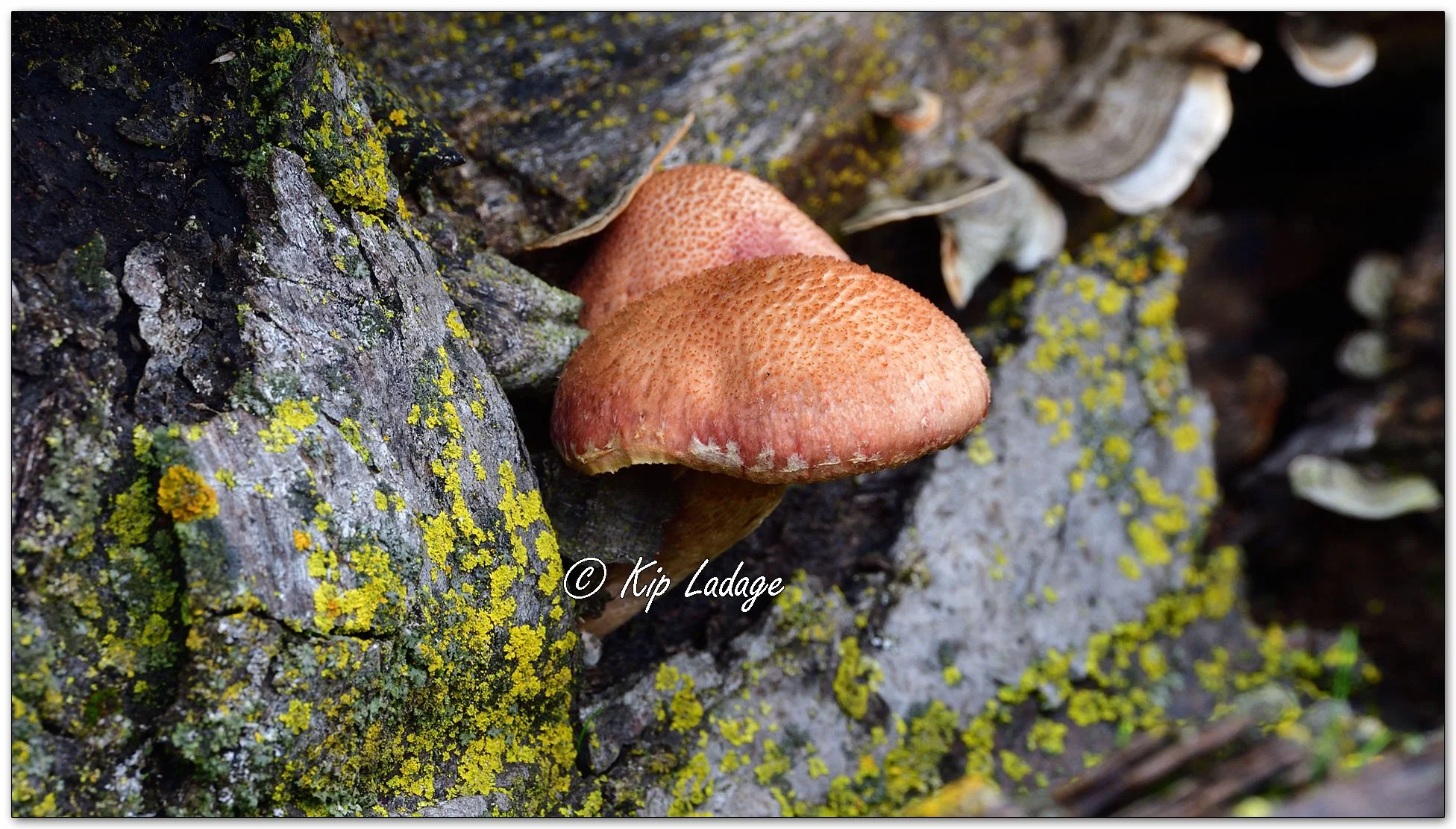 Golden-gilled Gymnopilus - Image 1154590