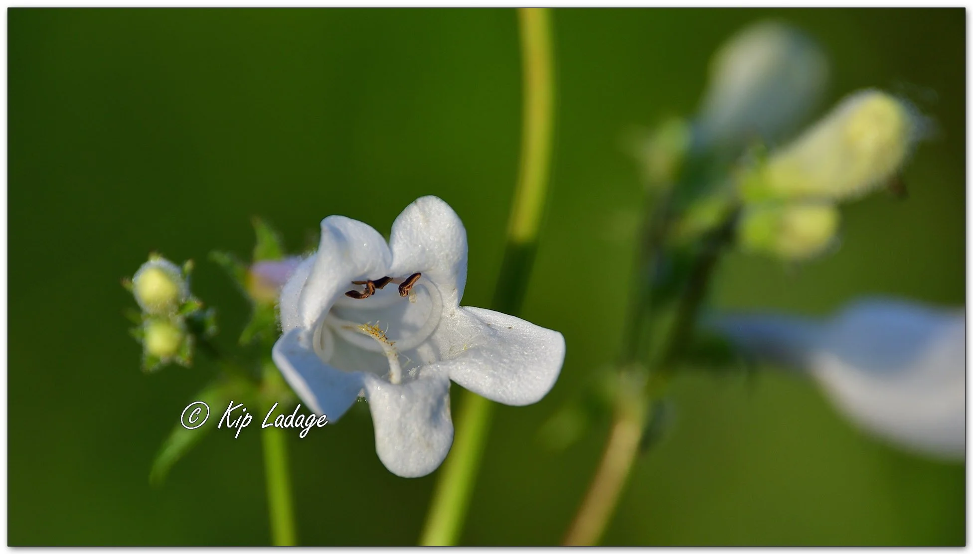 Foxglove Beardtongue - Image 1108223
