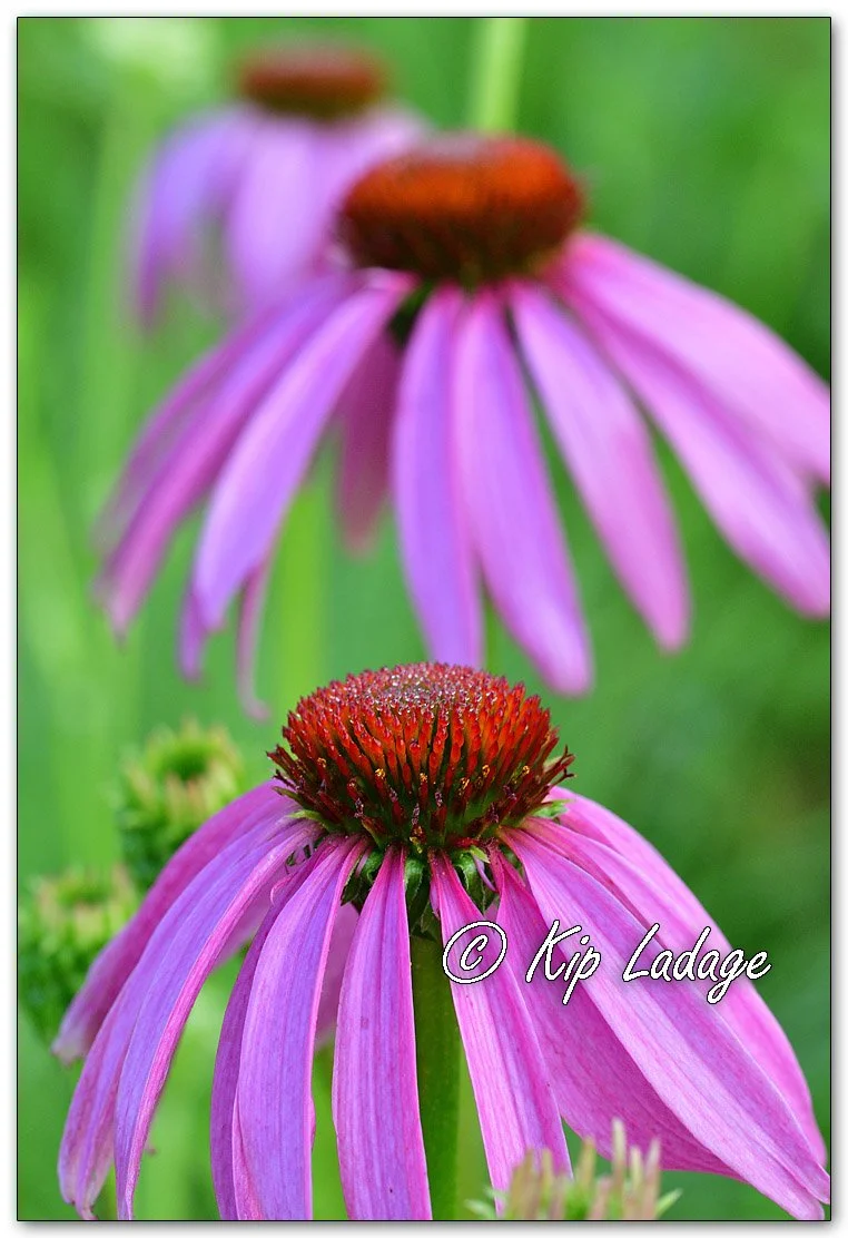 Purple Coneflower - Image 1118469