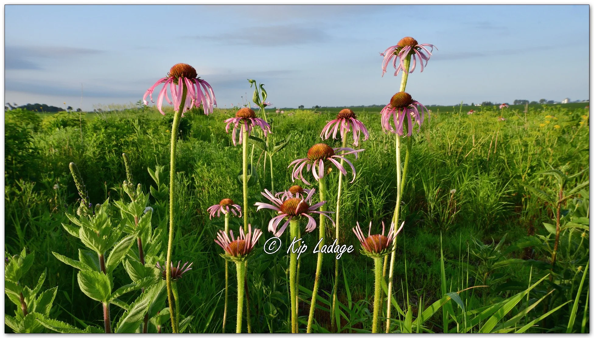 Purple Coneflower - Image1108461