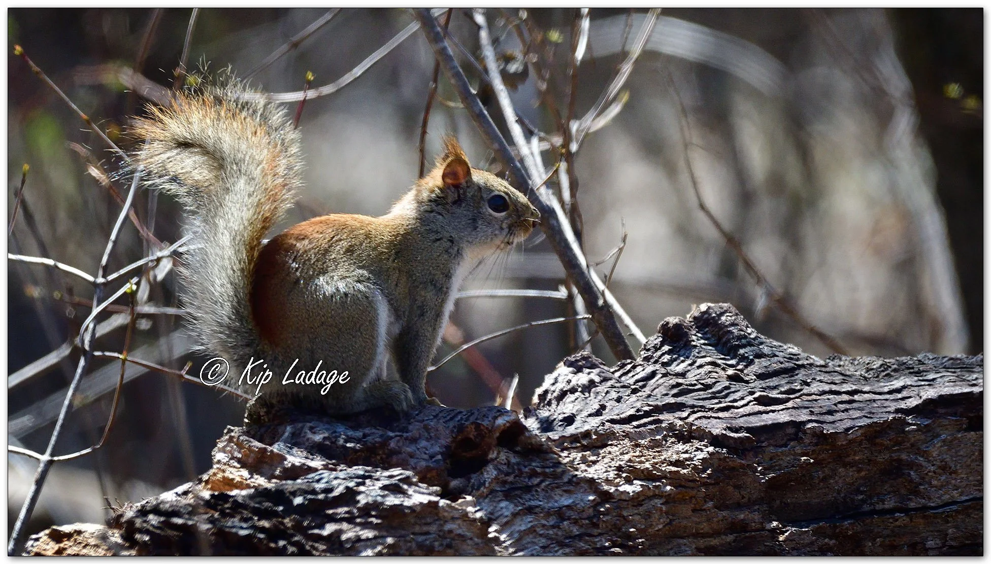 Red Squirrel - Image 1084005