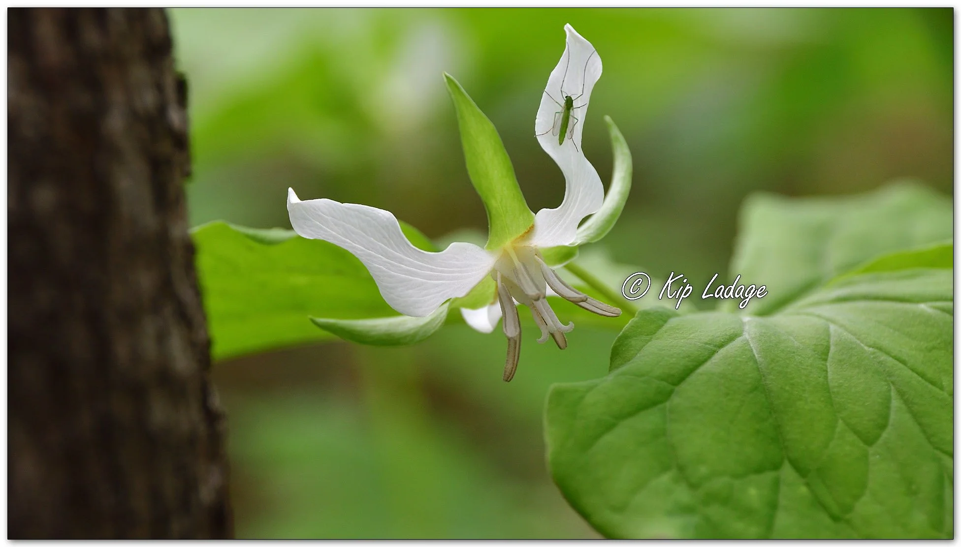 Nodding Trillium - Image 1095475