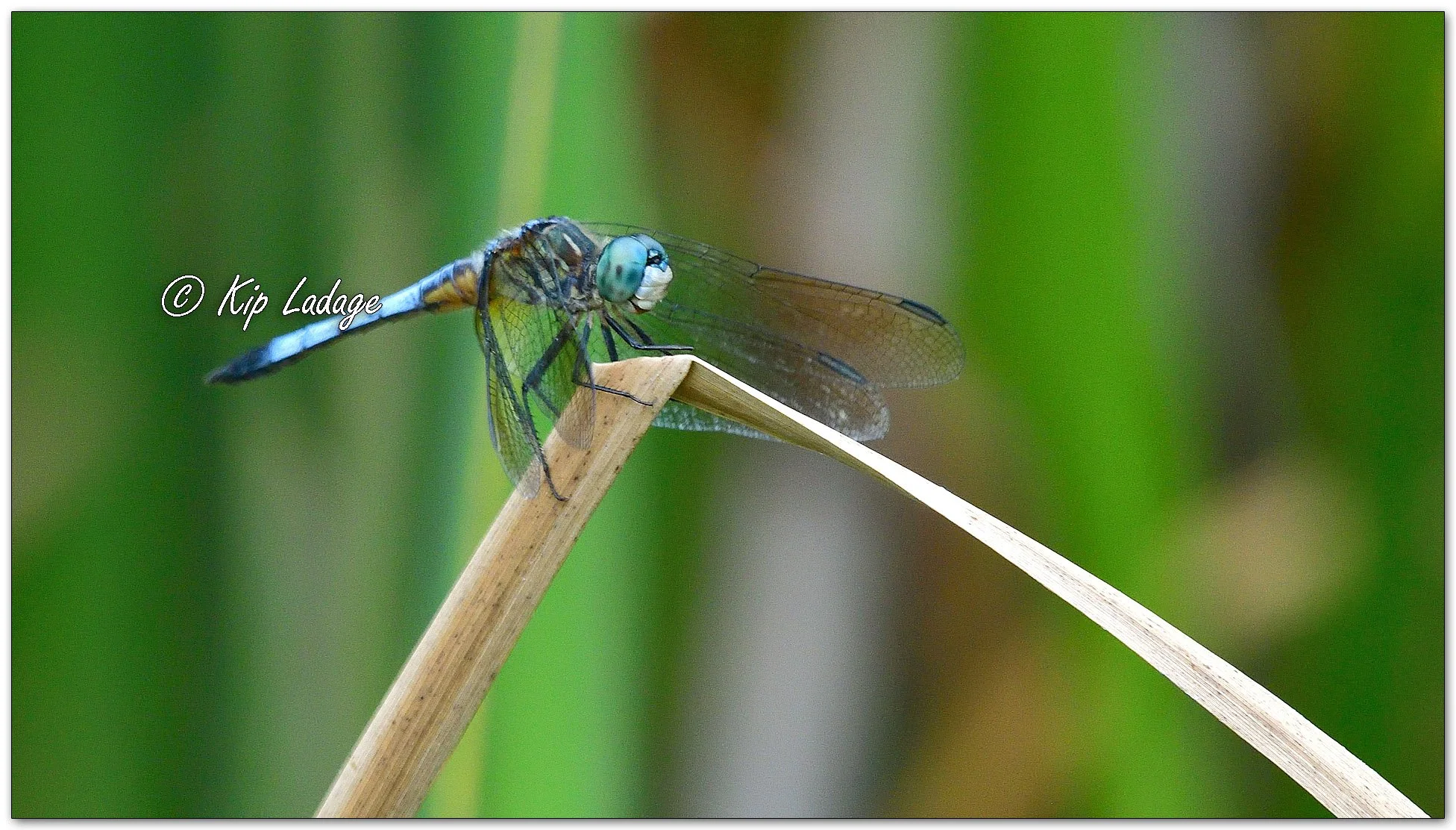 Blue Dasher Dragonfly - Image 1114595