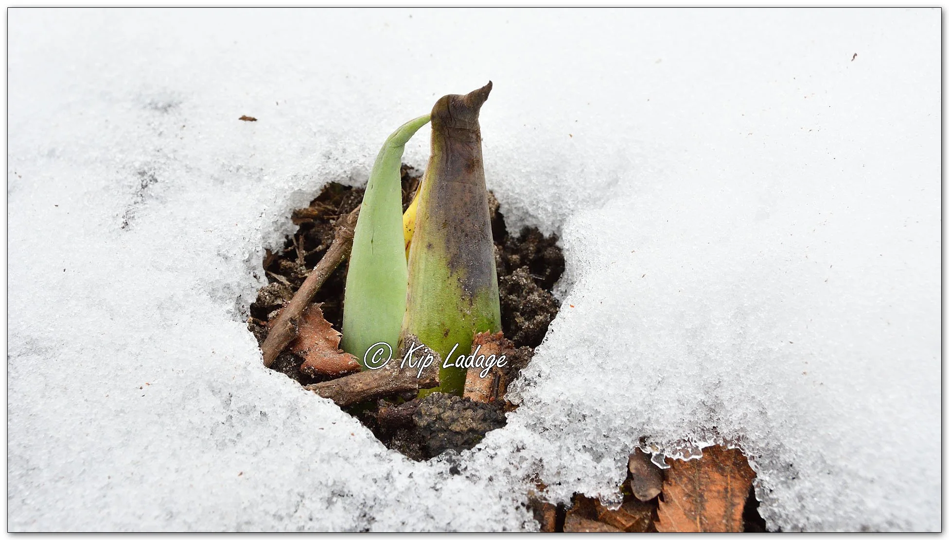 Skunk Cabbage = Image 1066752
