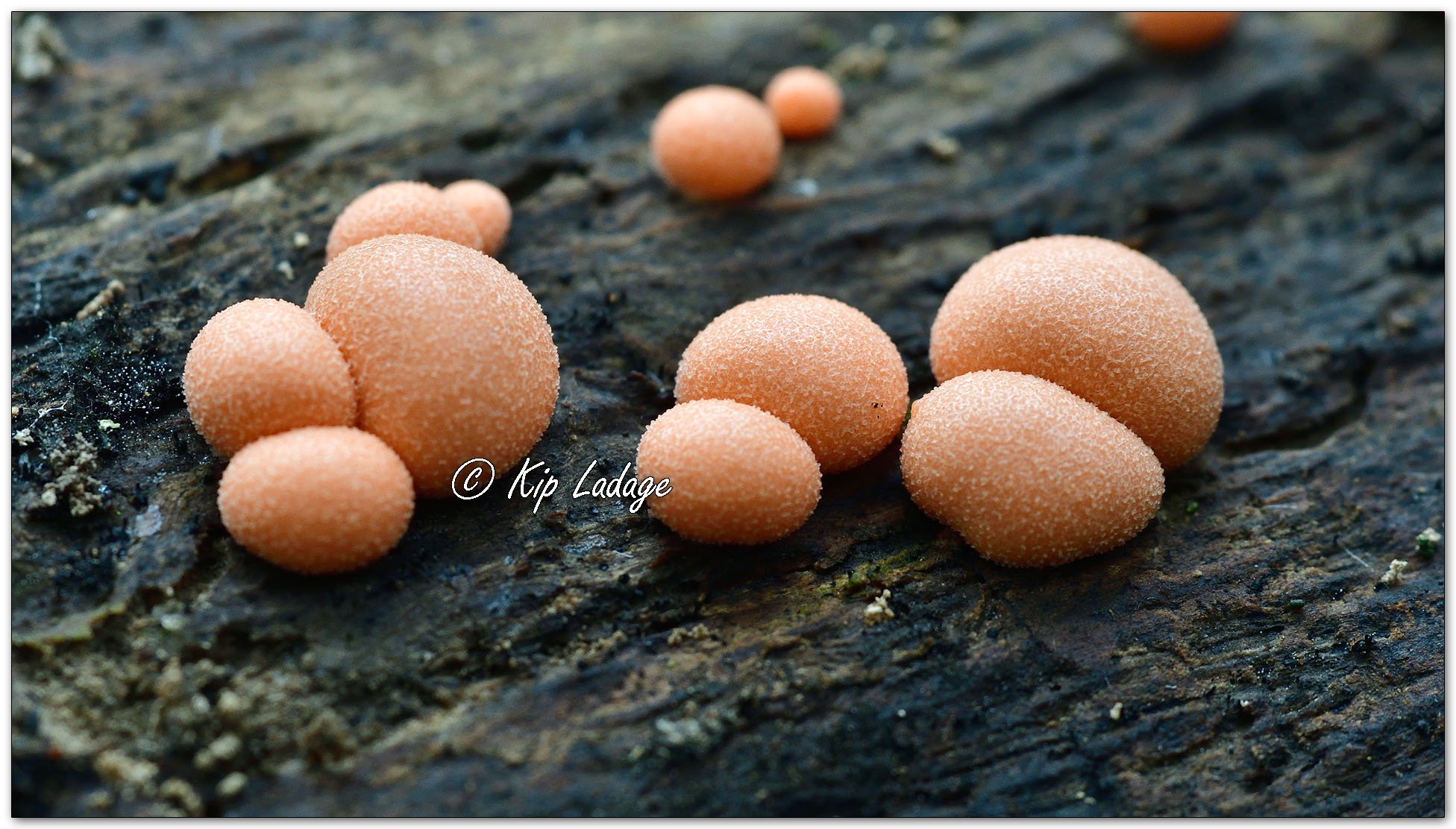 Wolf's Milk Slime Mold - Image 1147870