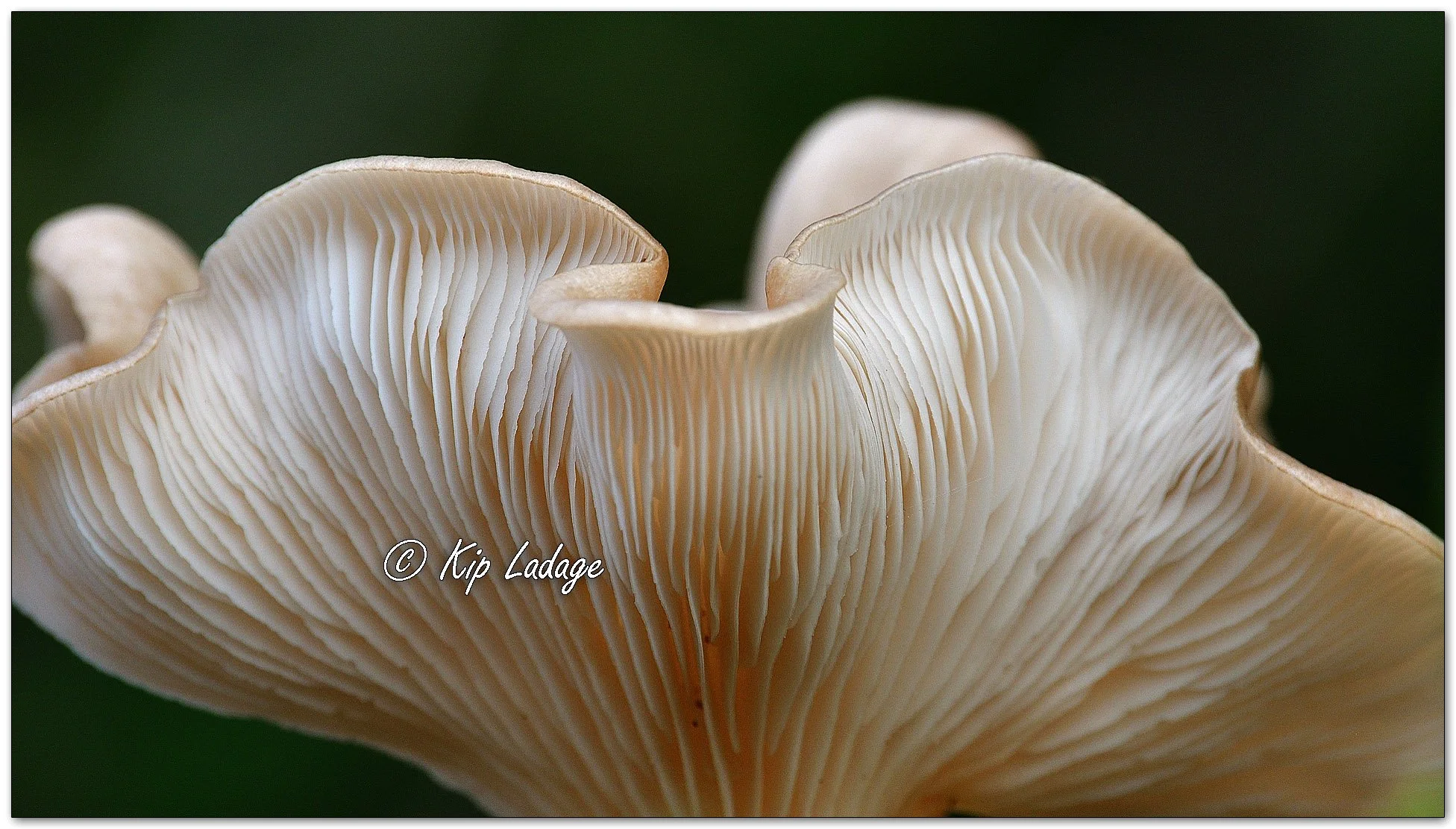 Oyster Mushroom - Image 1153631