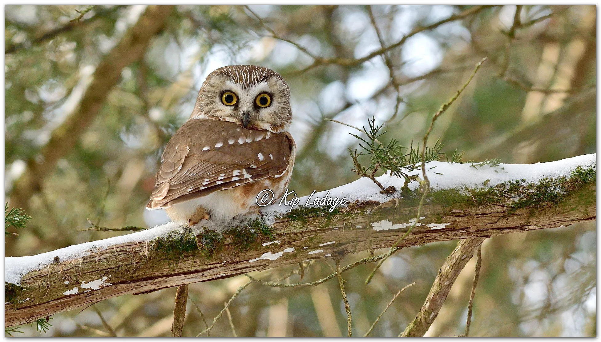 Saw-whet Owl - Image 1073855