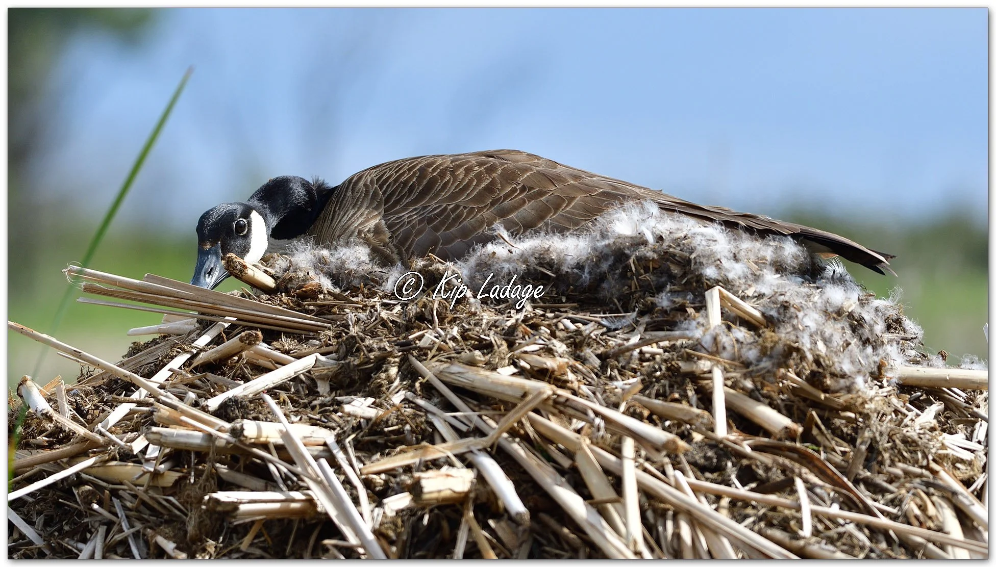 Canada Goose on Nest - Image 1093298