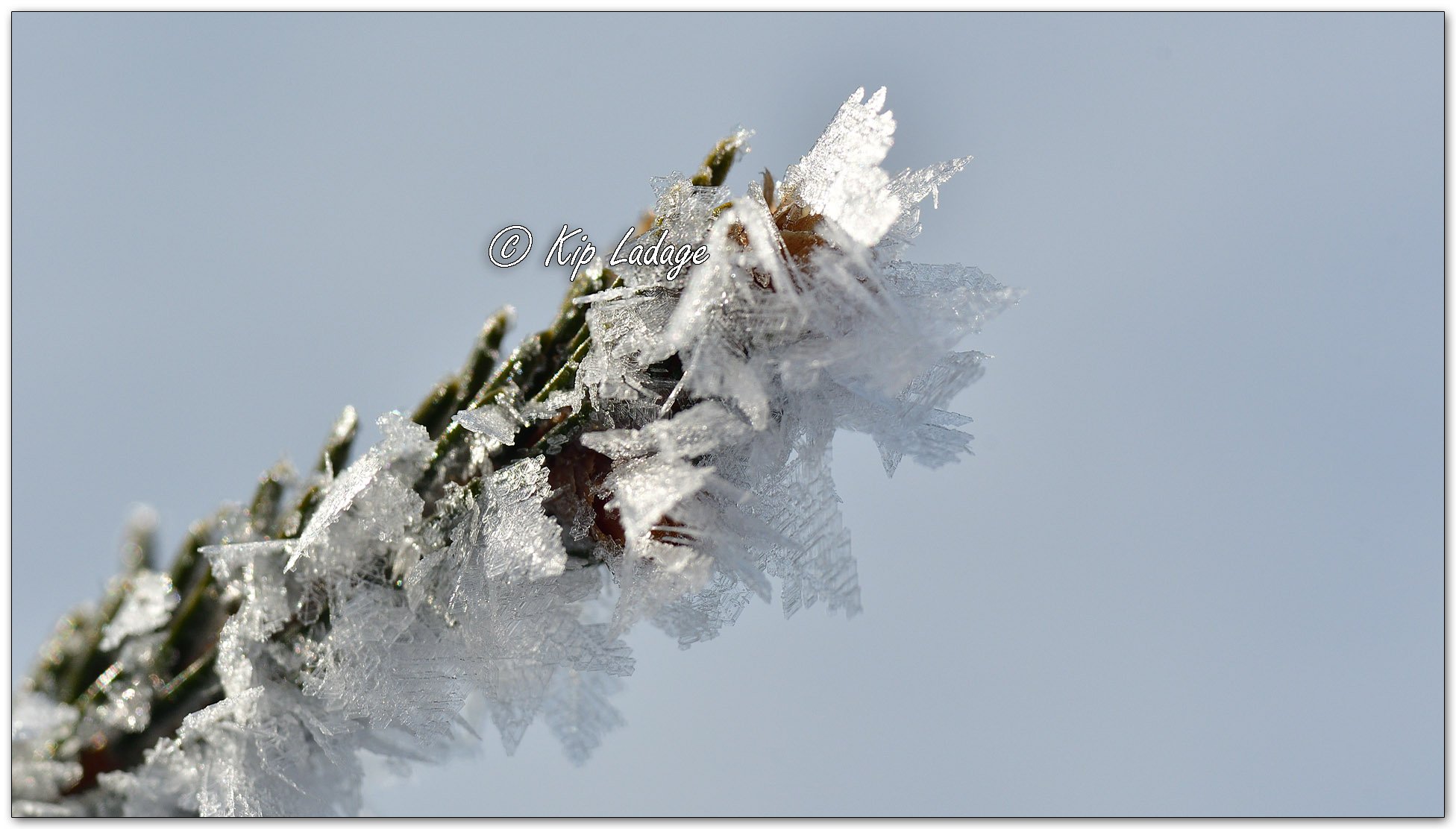 Frost on Conifer - Image 1064688