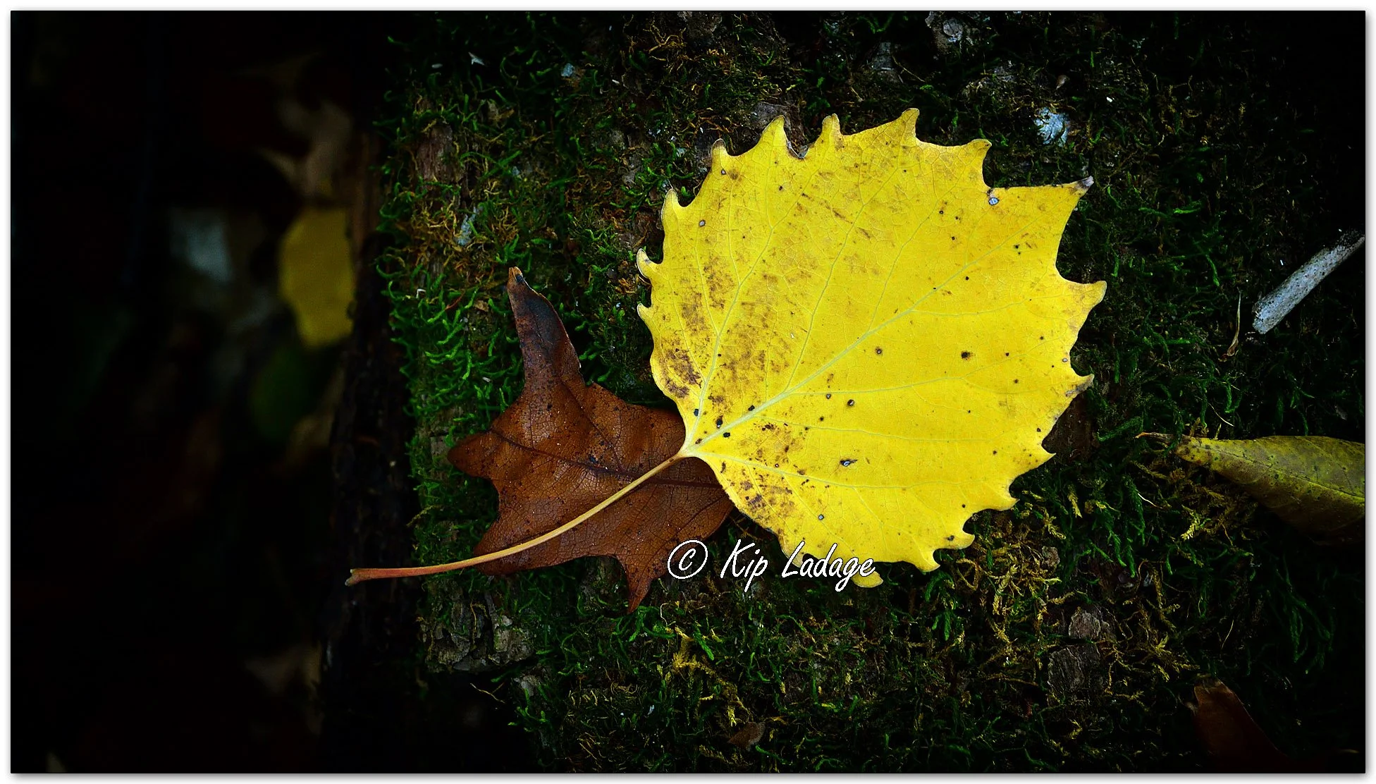 Aspen Leaf on Moss - Image 1161631