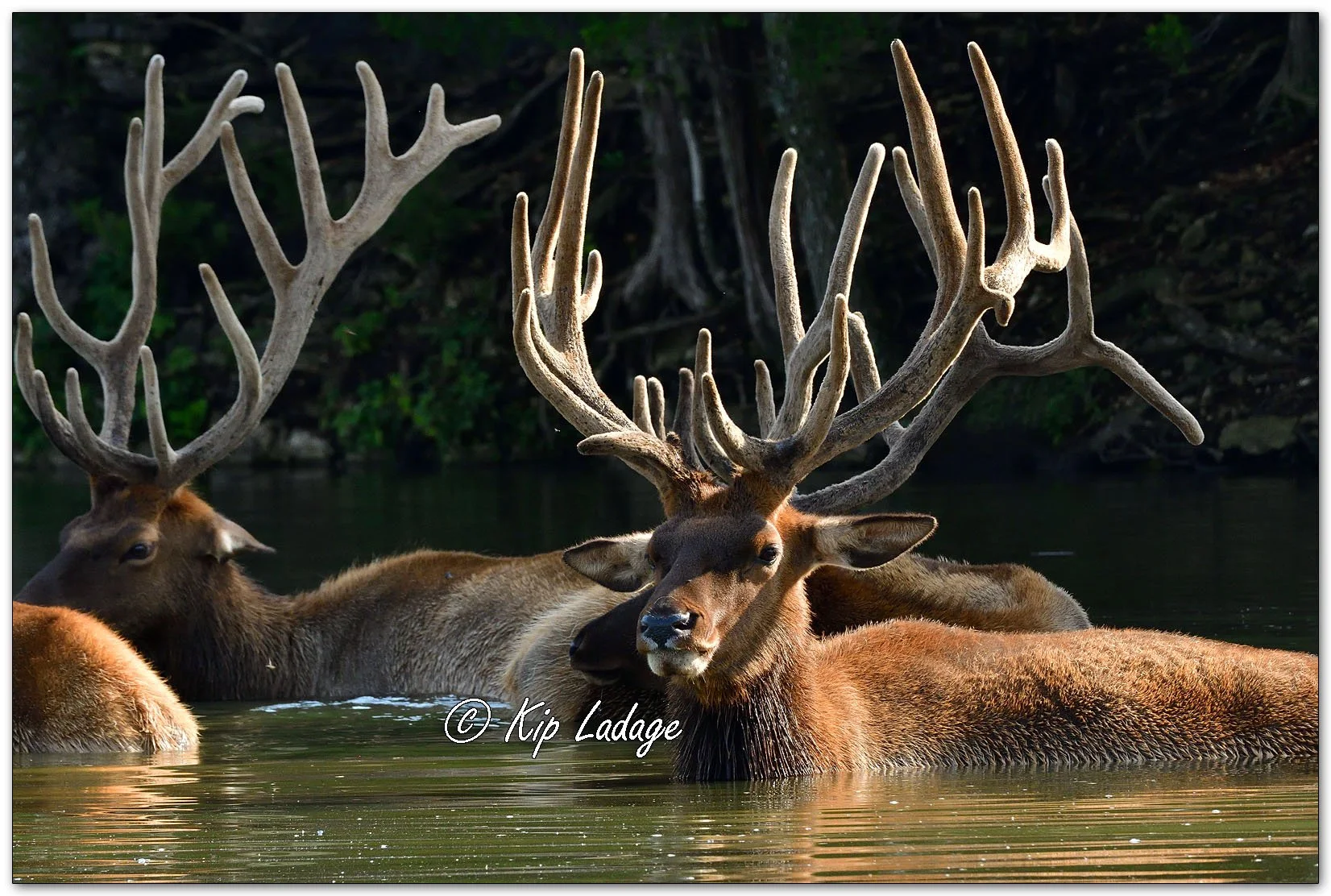 Elk in Pond - Image DS1_0076