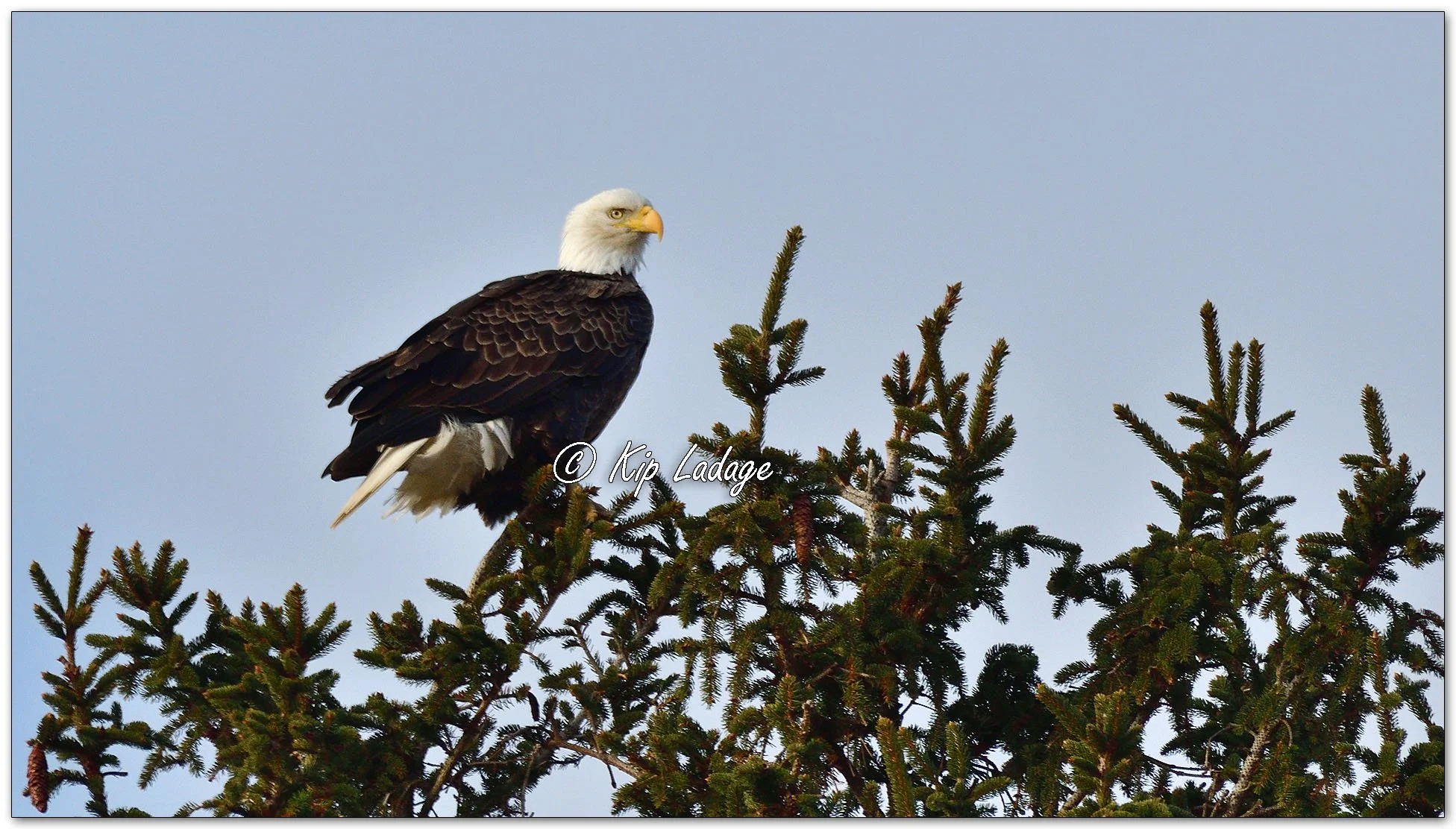 Adult Bald Eagle in Tree - Image 1055609