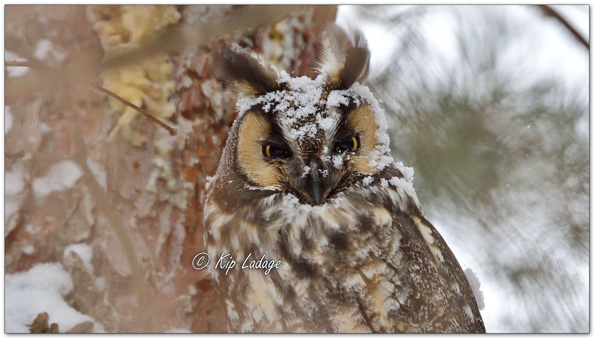 Long-eared Owl - Image 1058623