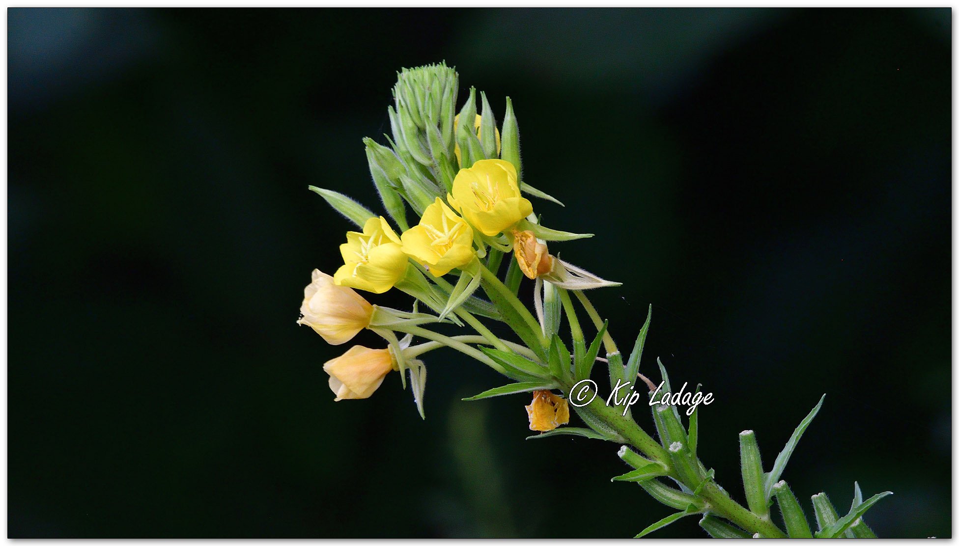 Evening Primrose - Image 1128817