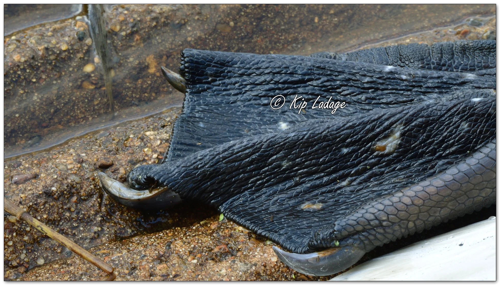 Dead Trumpeter Swan - Image 1085043