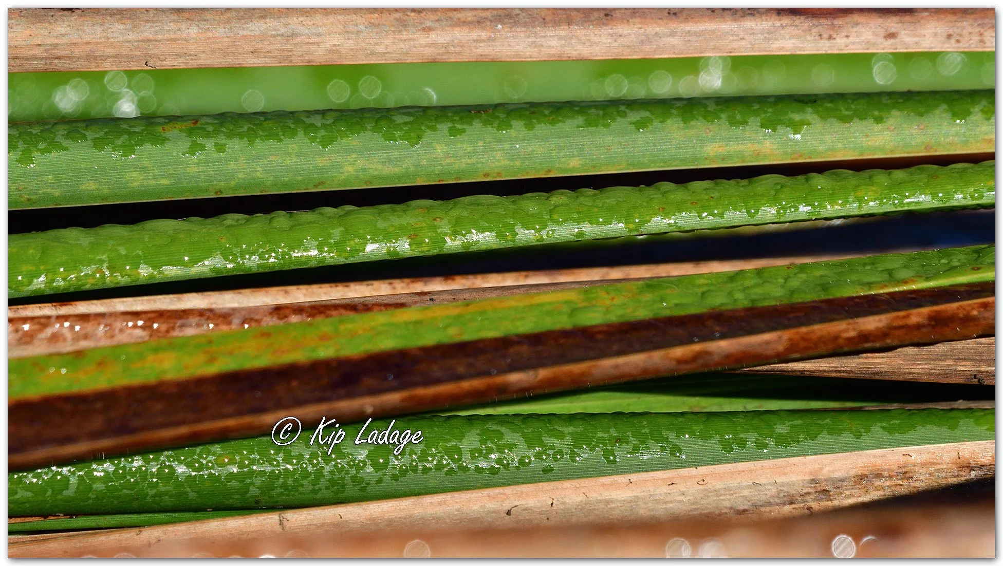 Cattail Pattern - Image 1158157