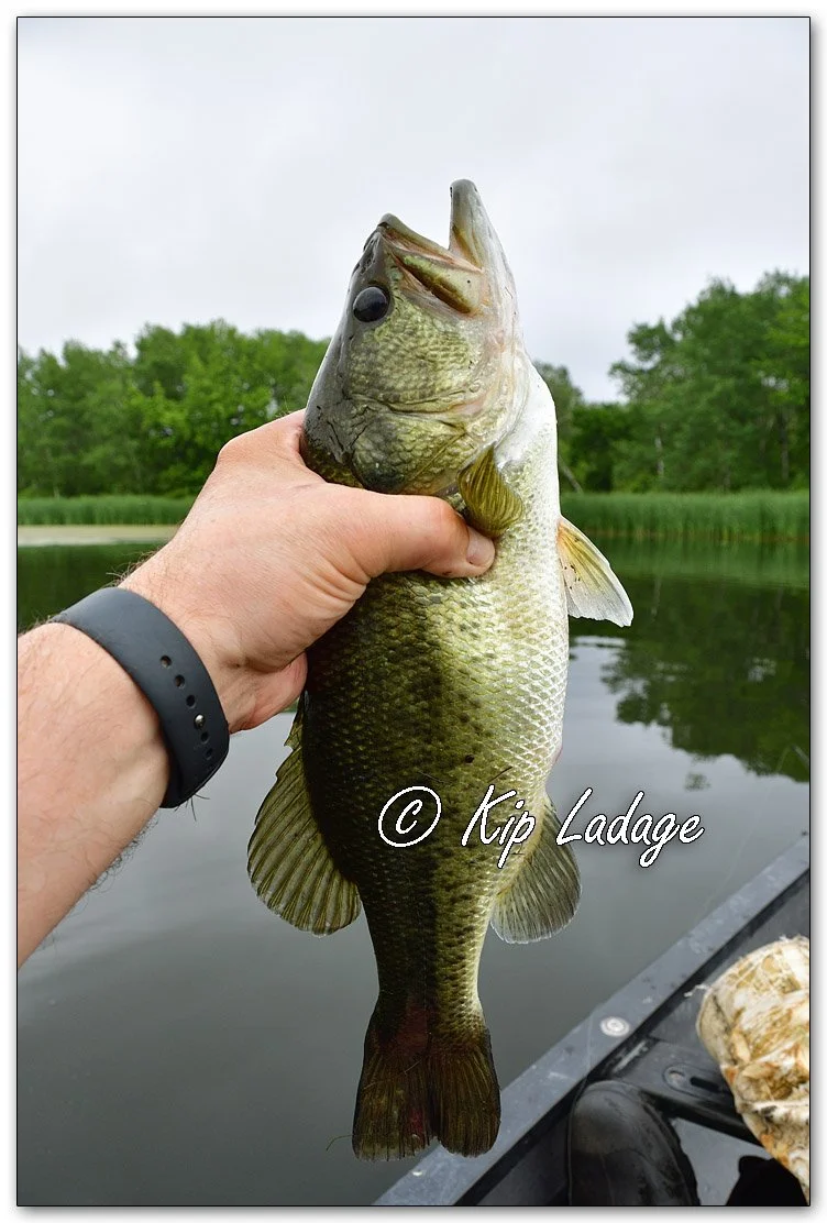 Largemouth Bass - Image 1104804