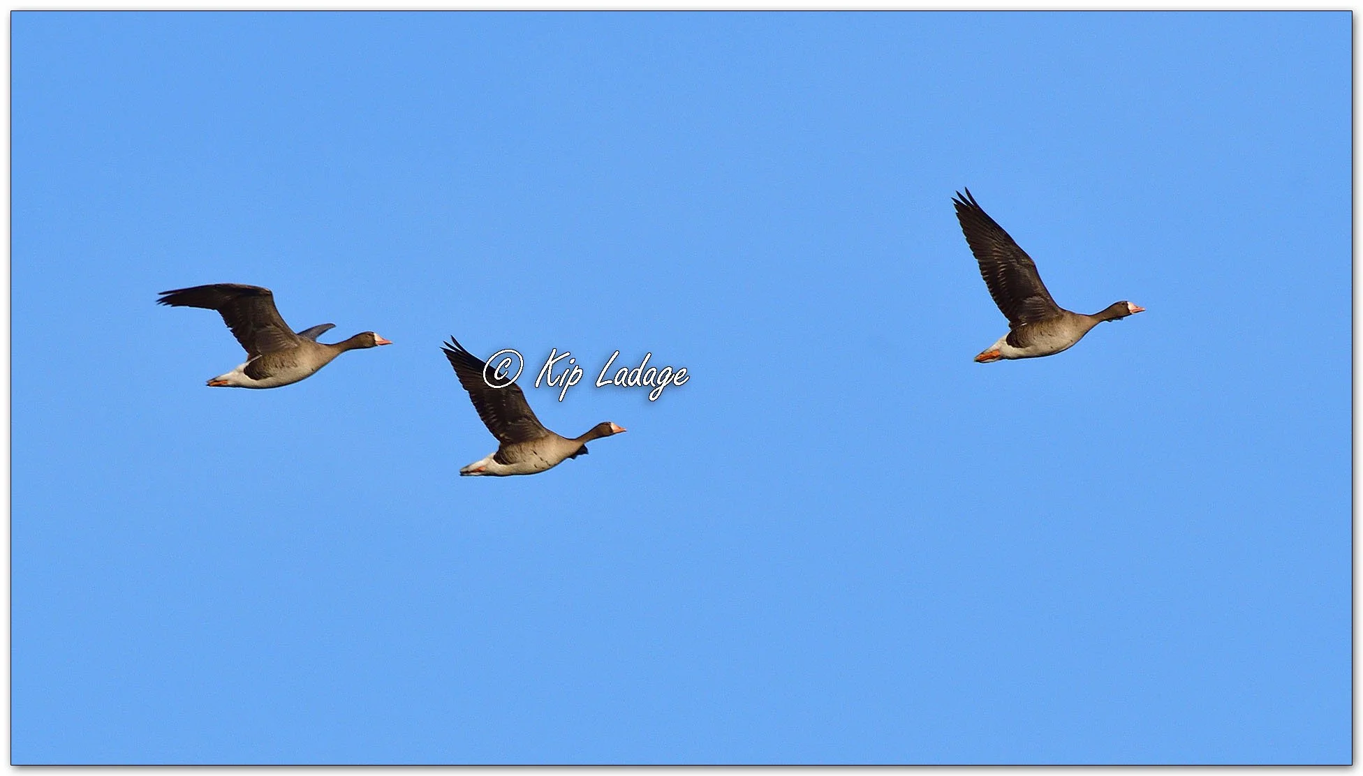 Greater White-fronted Geese - Image  1071127