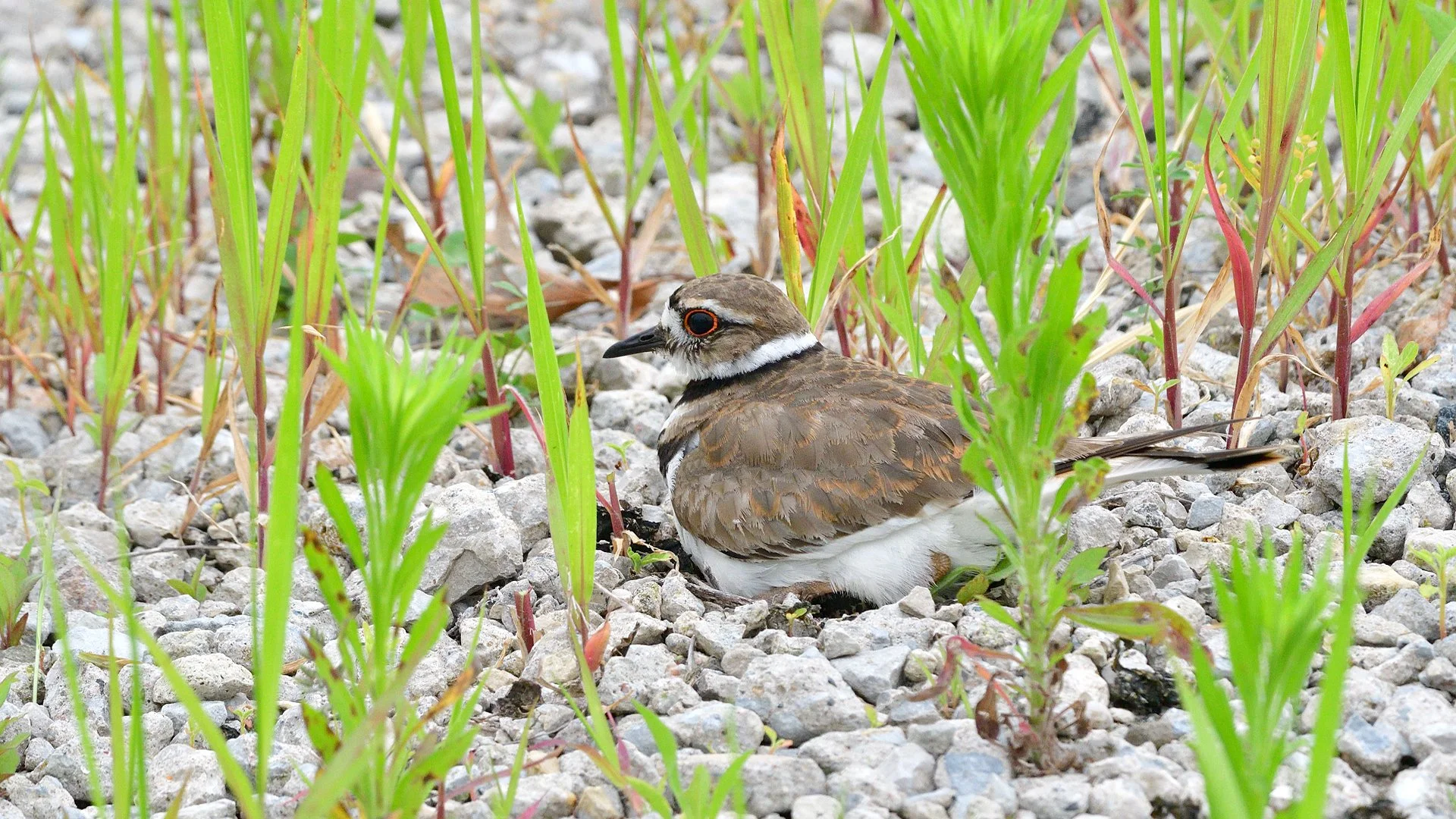 Killdeer Nest with Four Eggs - Image 1116565