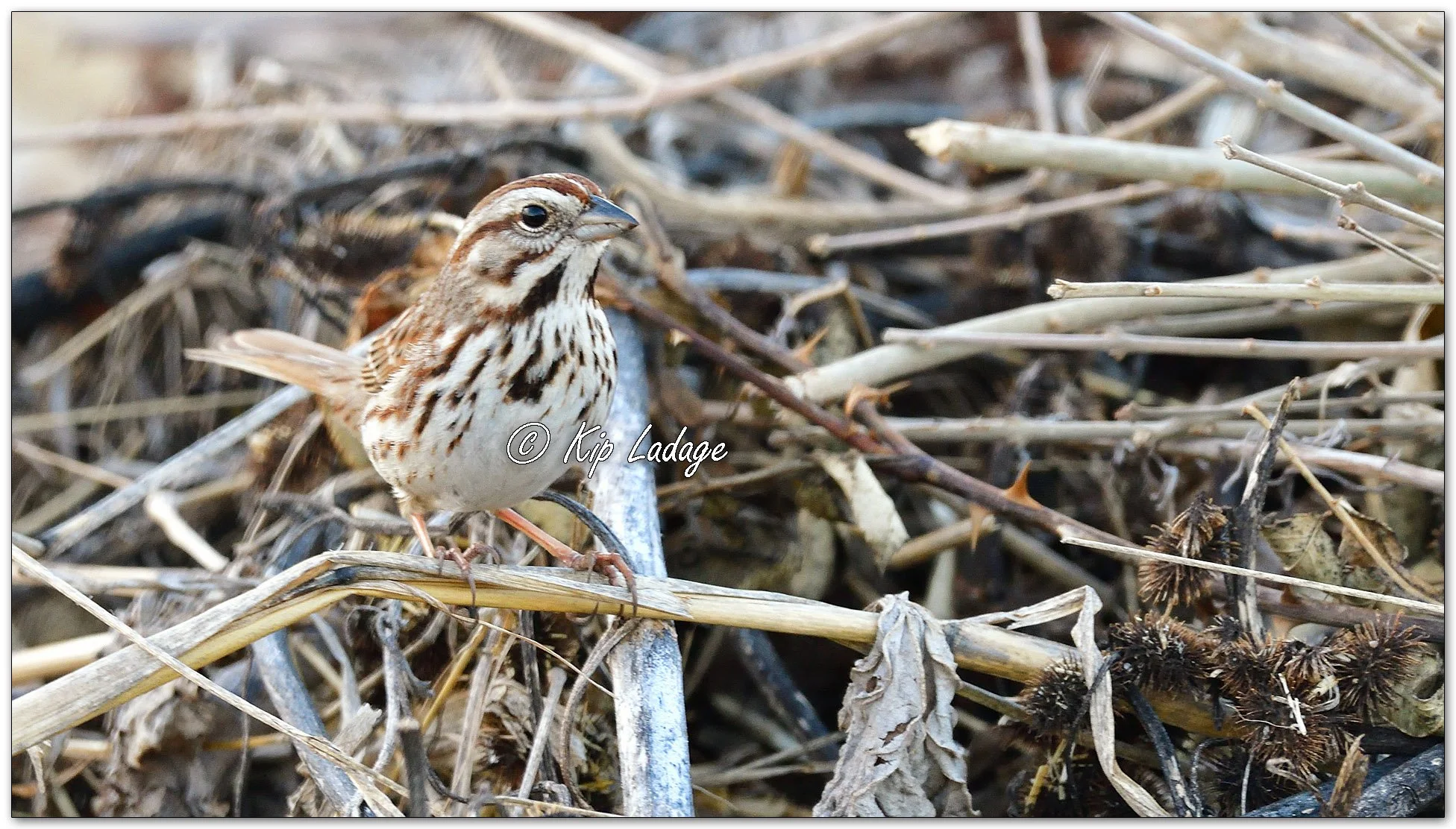Song Sparrow - Image 1076372