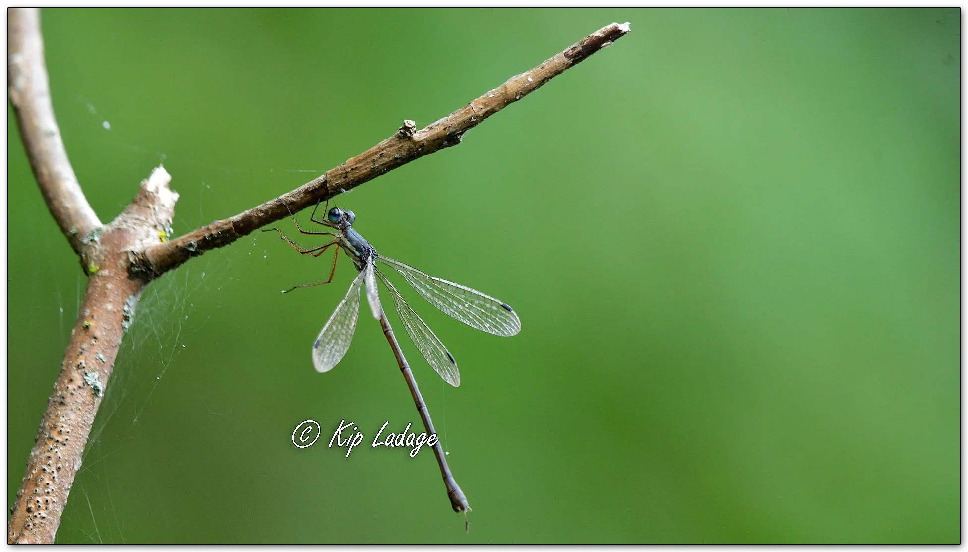 Common Spreadwing Dragonfly - Image 1153307