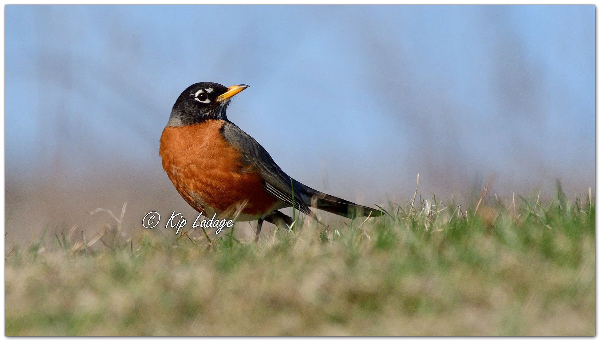 American Robin - Image 1079892