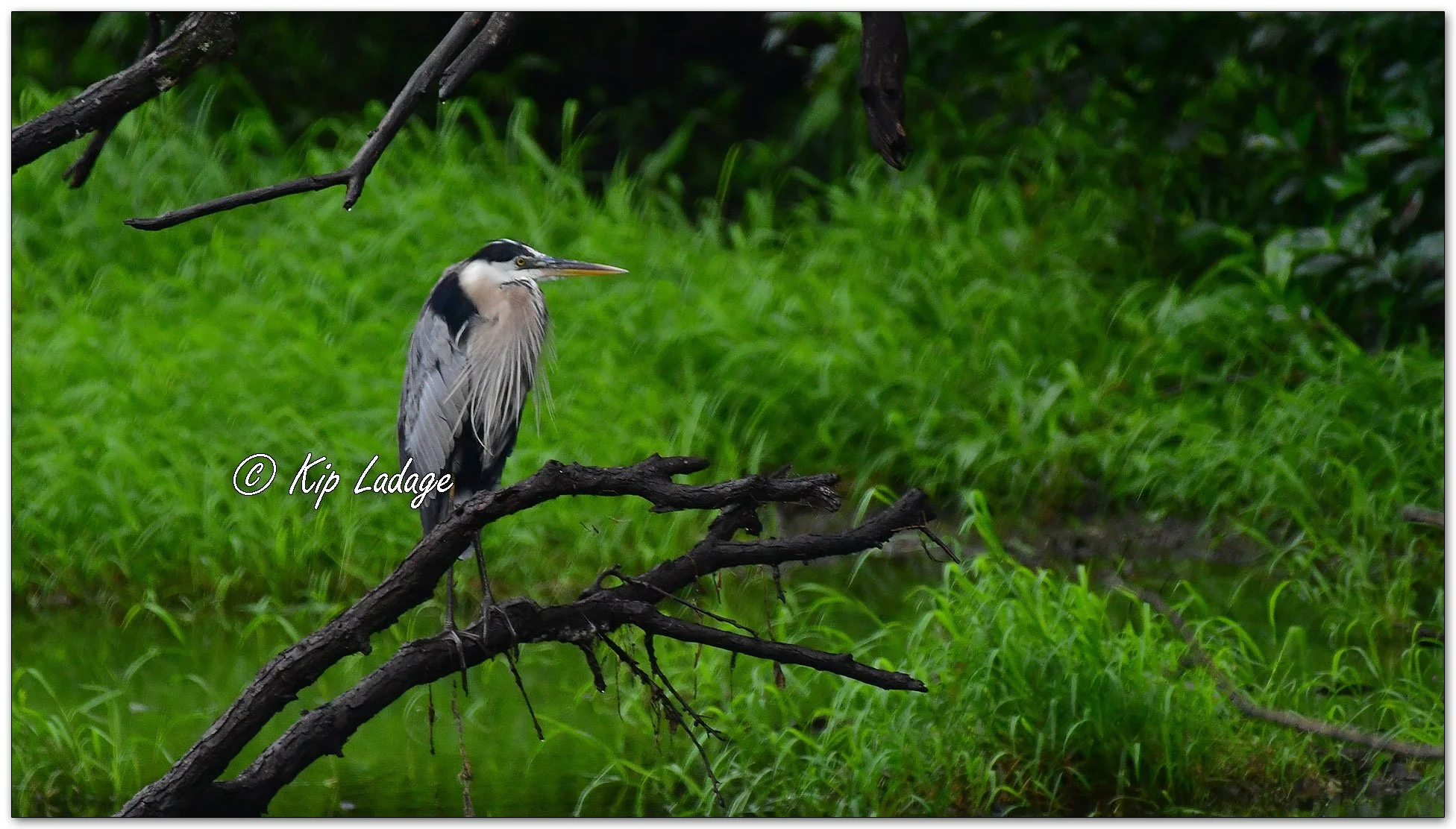 Great Blue Heron - Image 1129747