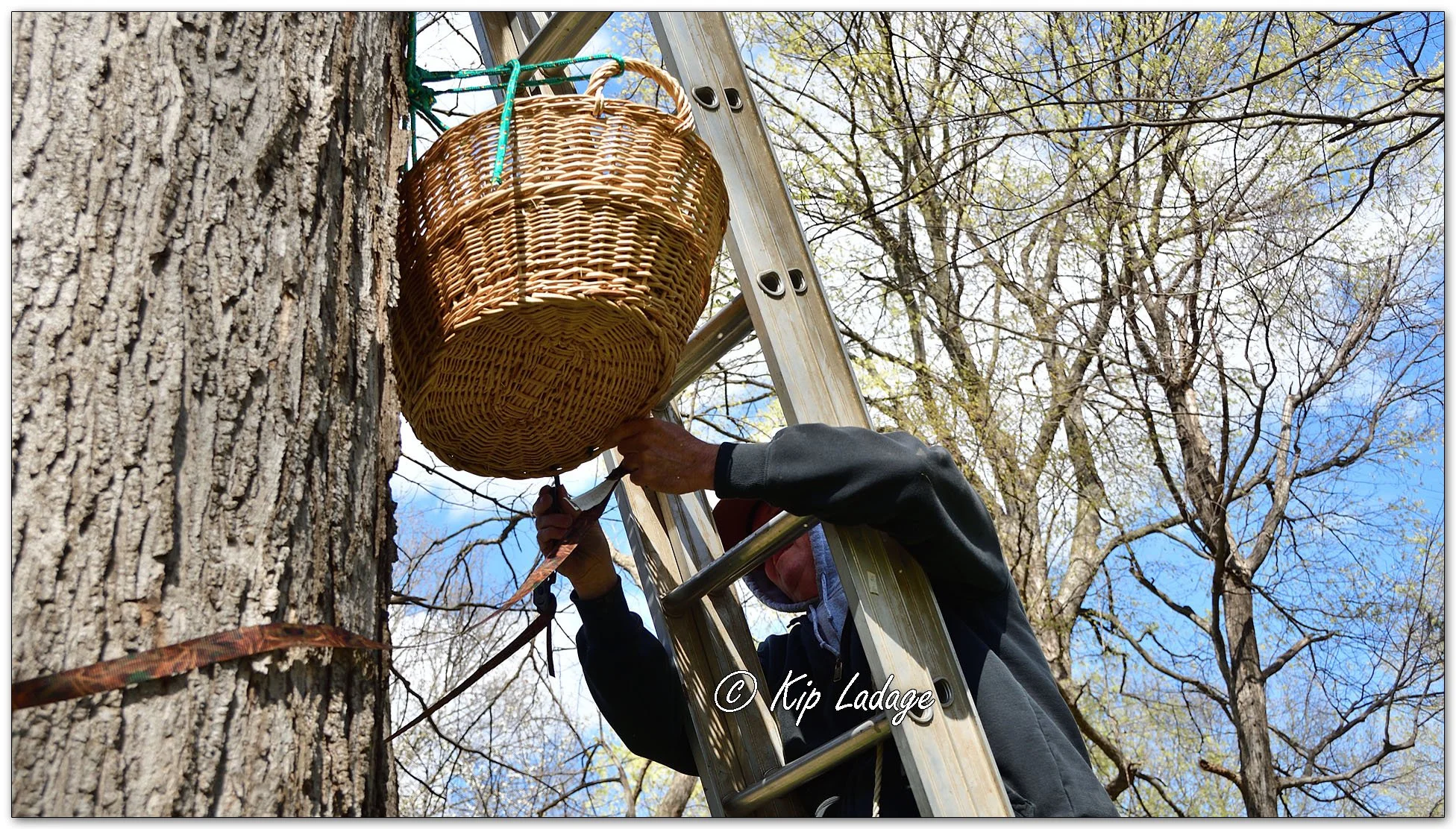 Hanging Artificial Owl Nest - Image 1090738
