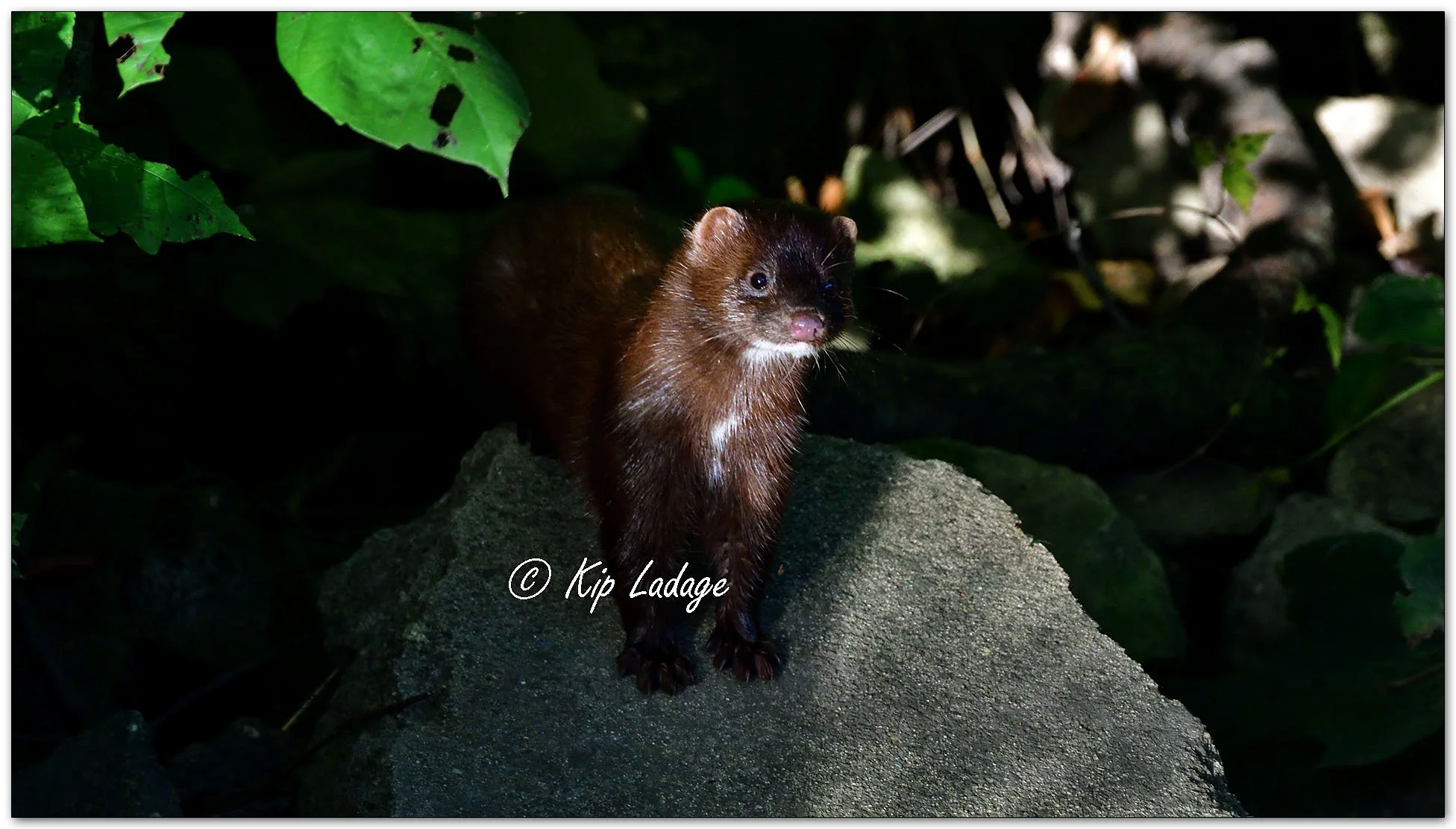 Mink - Image 1159661
