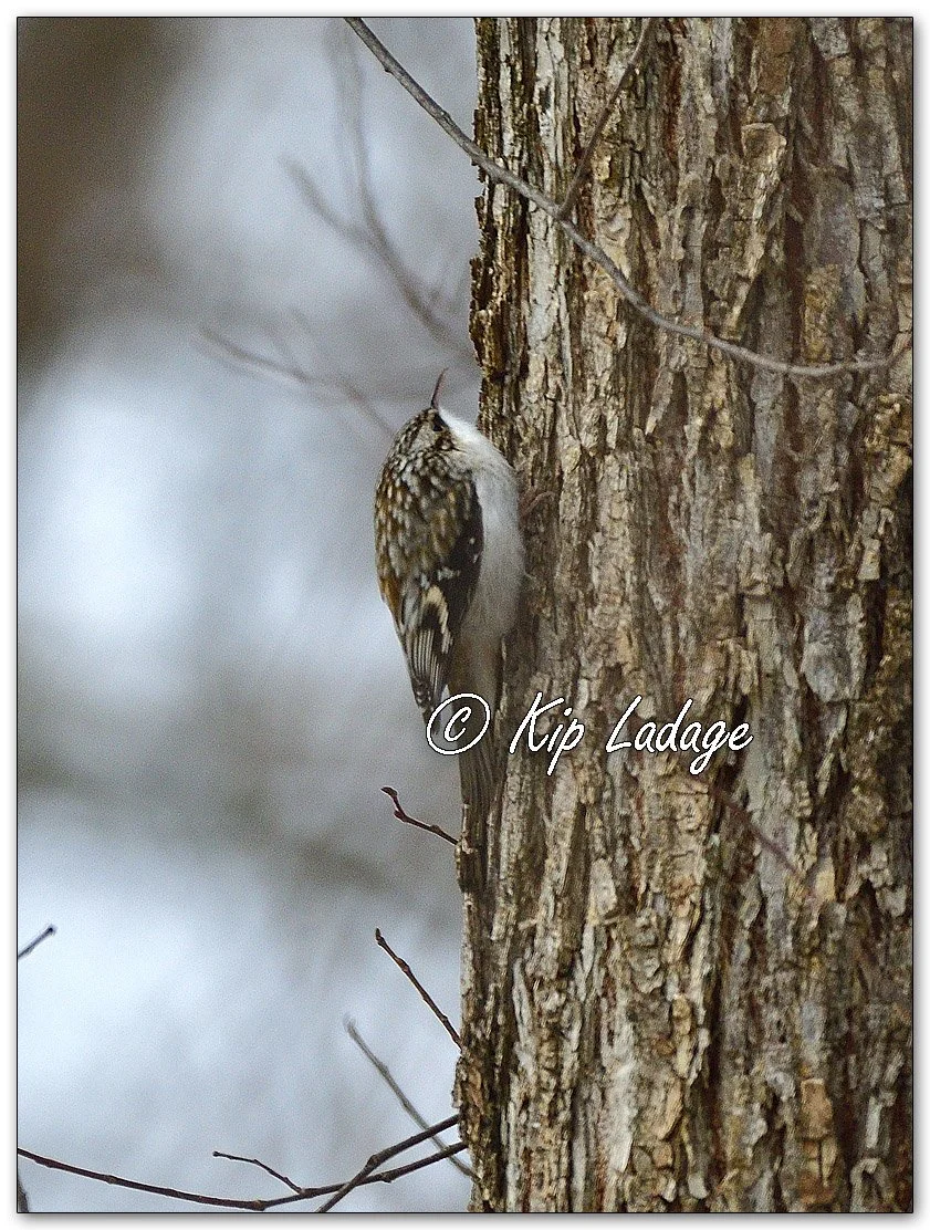 Brown Creeper - Image 1053381