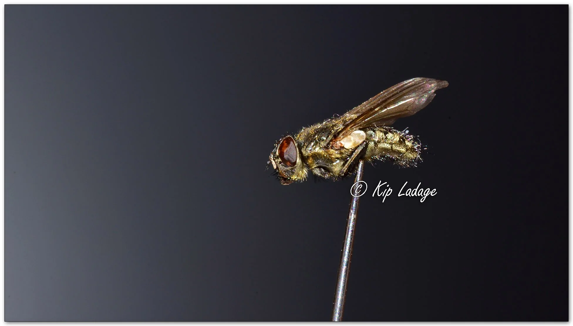 House Fly Macro - Image 1069684