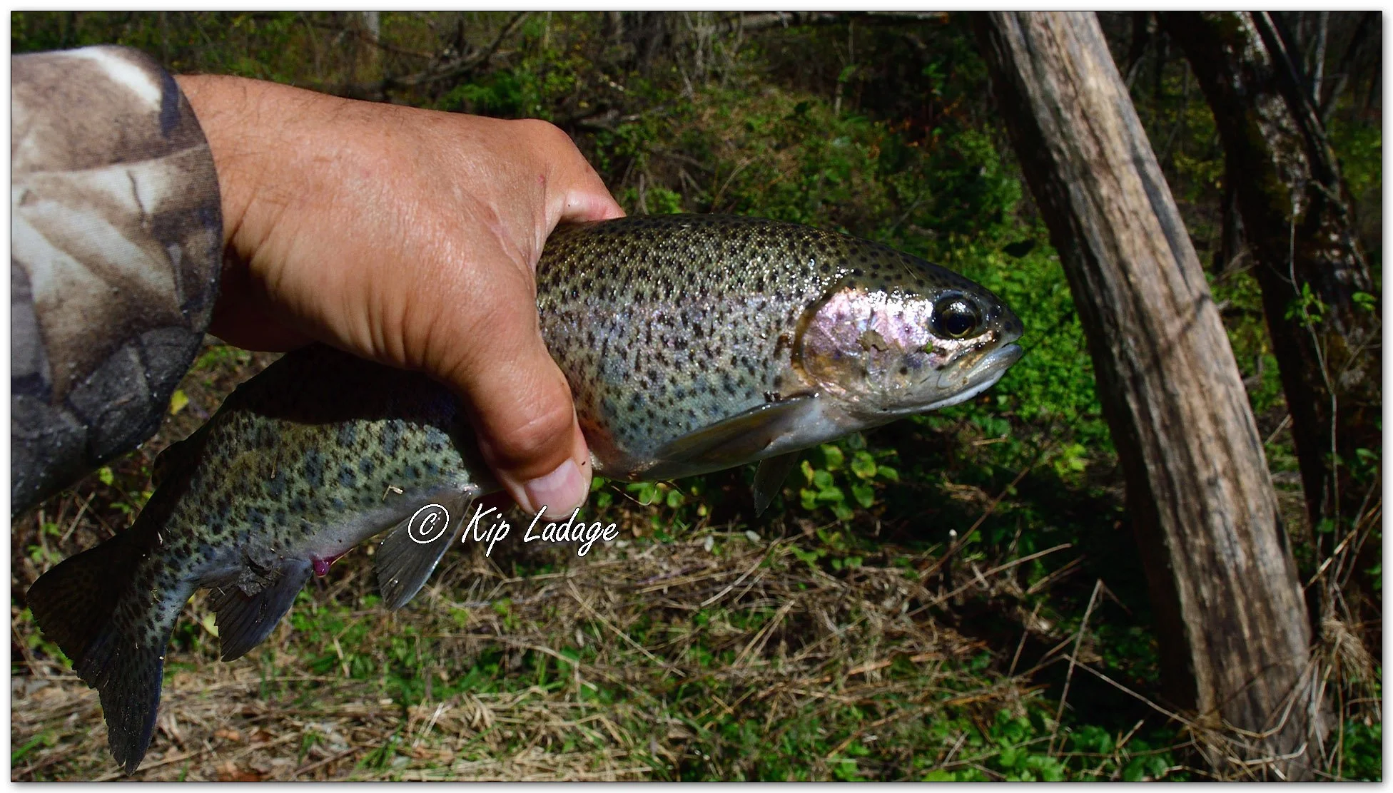 Rainbow Trout - Image 1165389