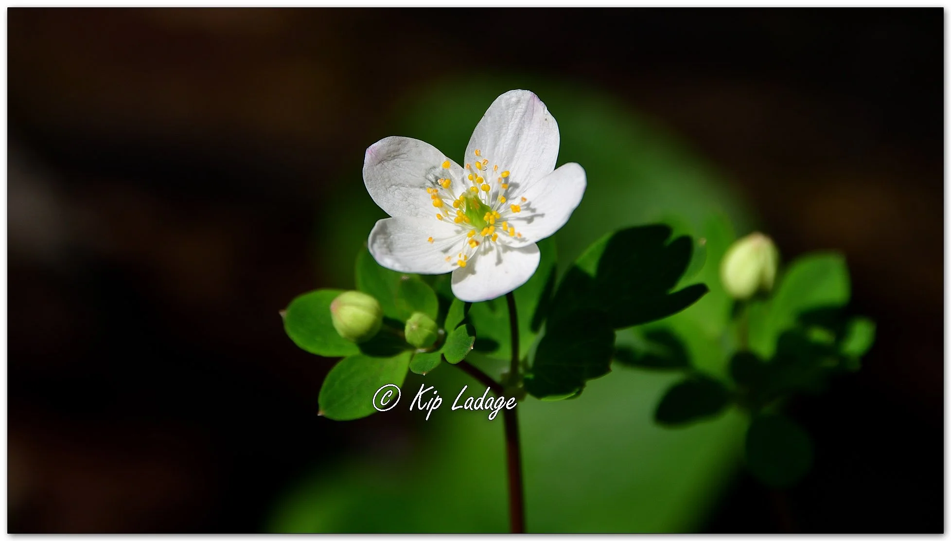 False Rue Anemone - Image 1089341