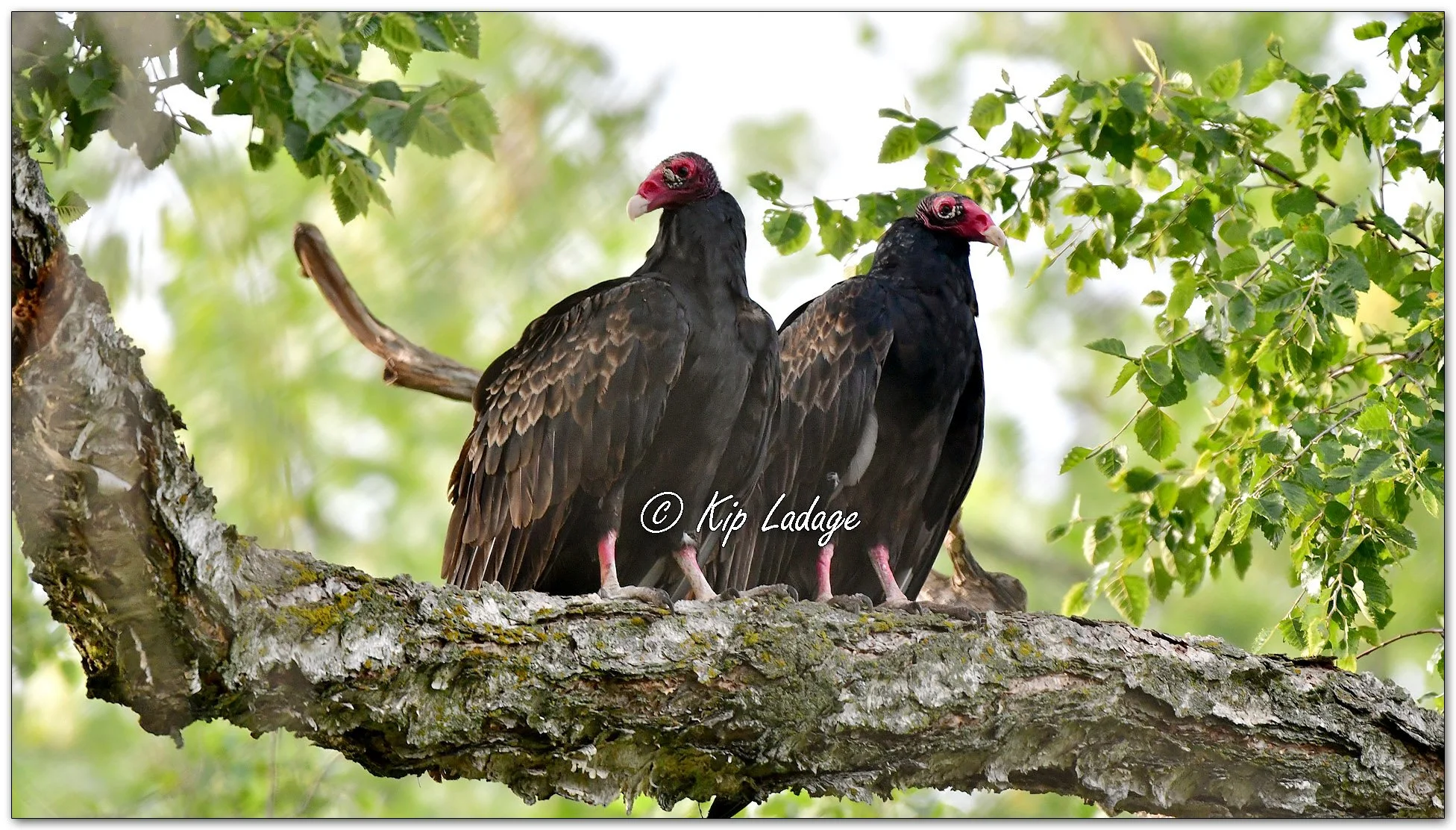 Turkey Vultures - Image 1137334