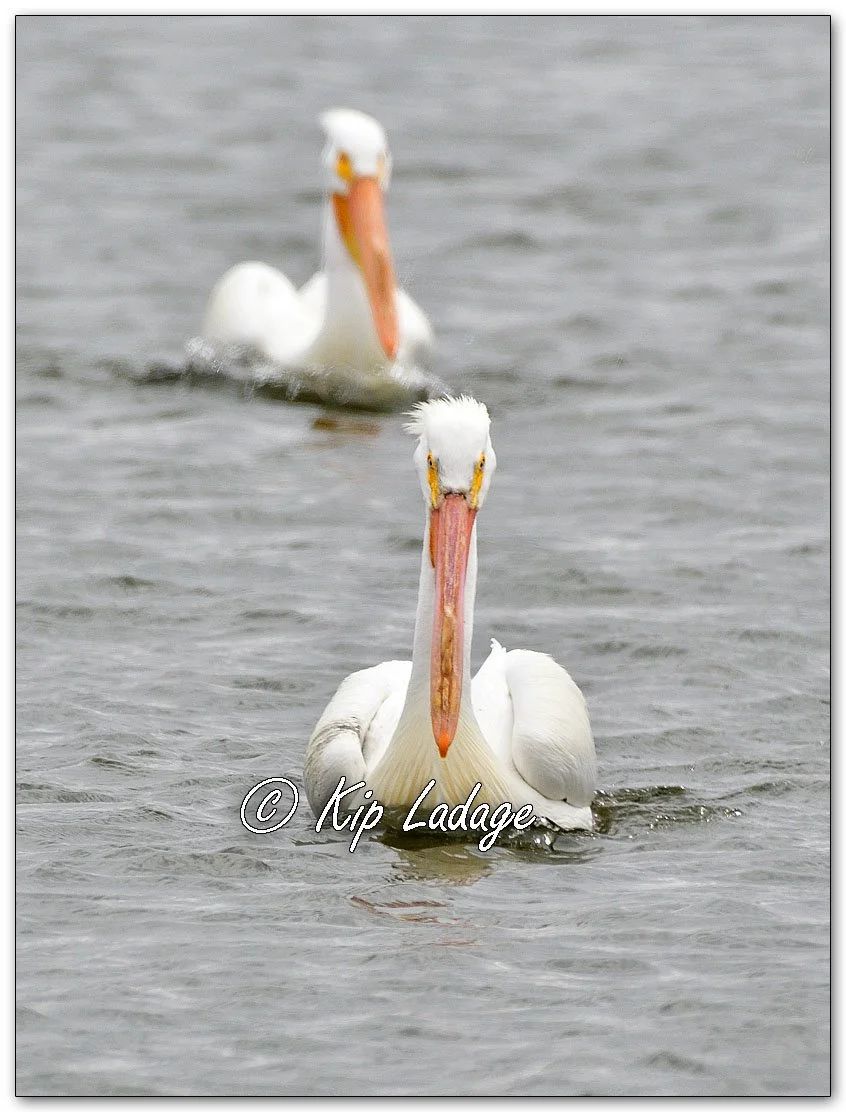 American White Pelican - Image 1076886