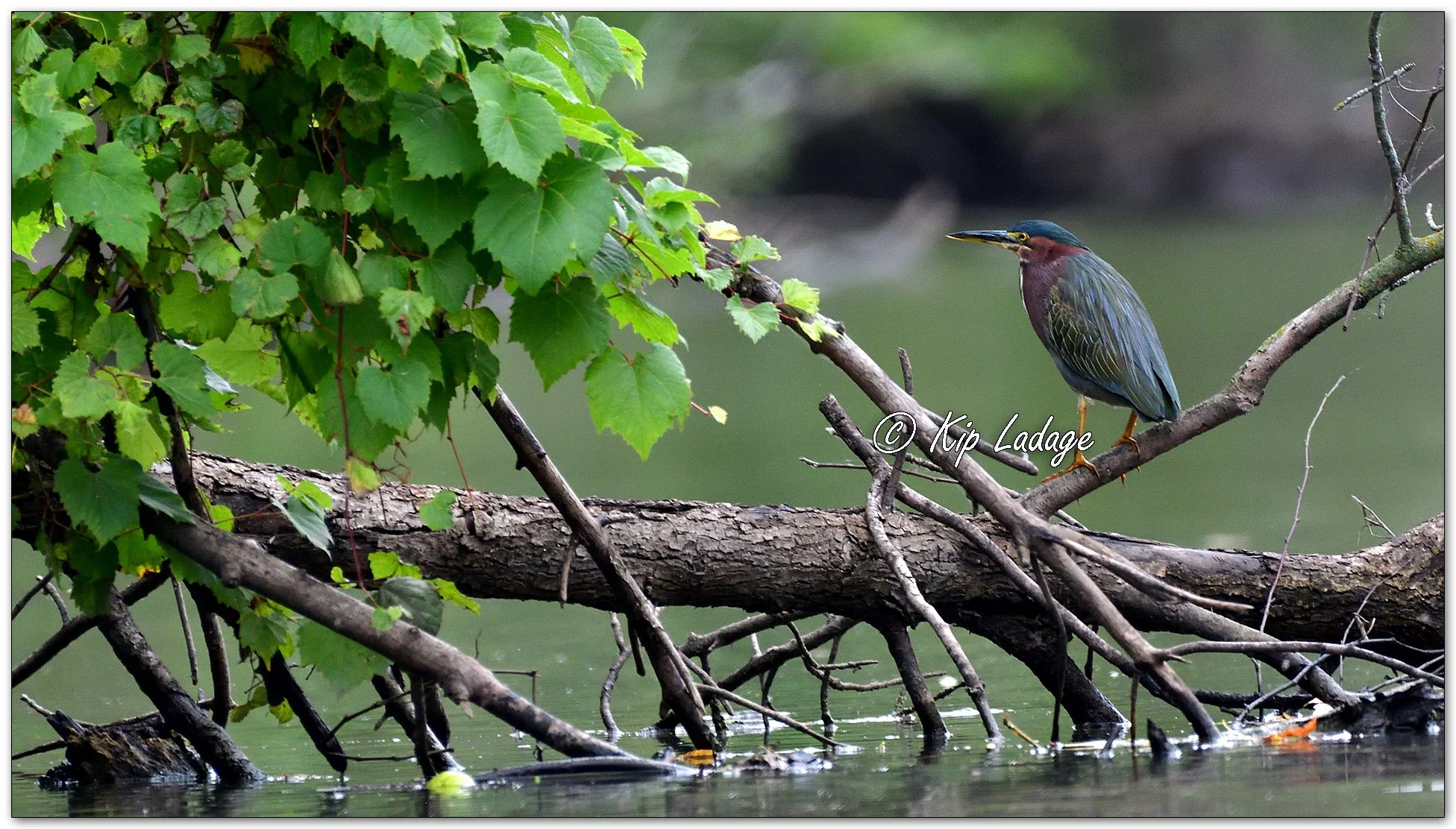 Green Heron - Image 1146090