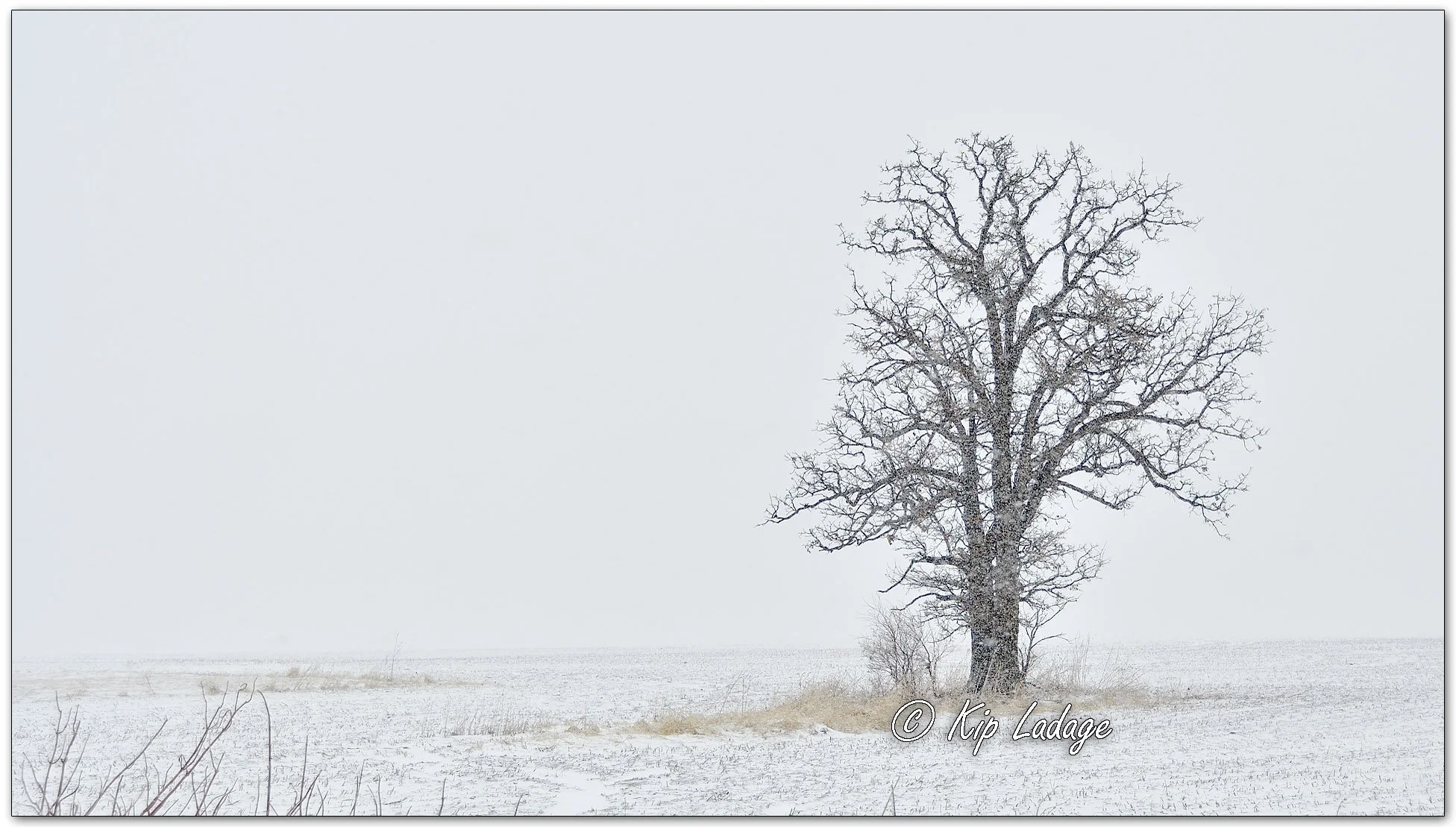 Lone Tree in Snow - Image 1073103