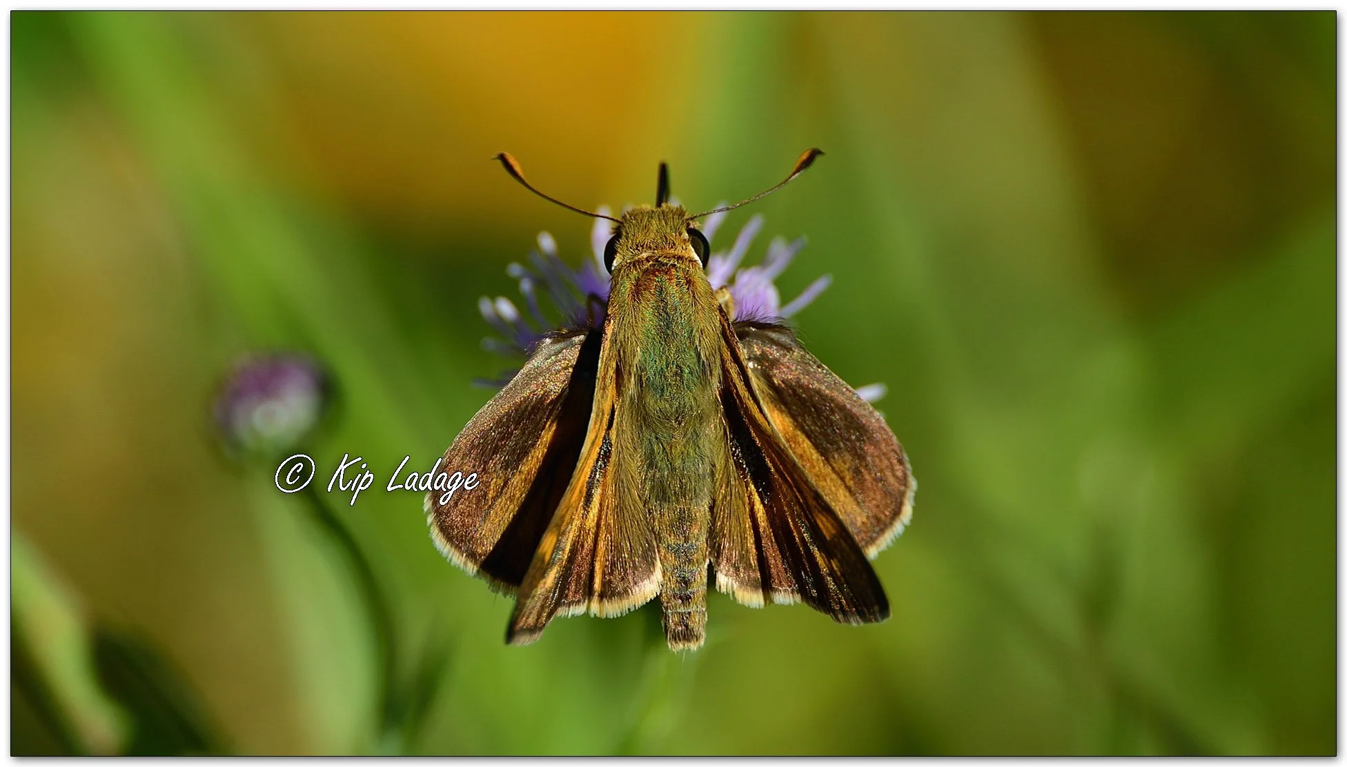Scahem Skipper Butterfly - Image 1158424