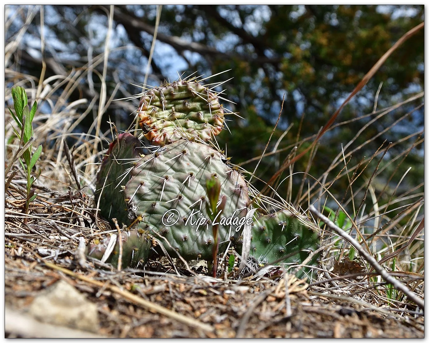 Prickly Pear Cactus - Image 1089969