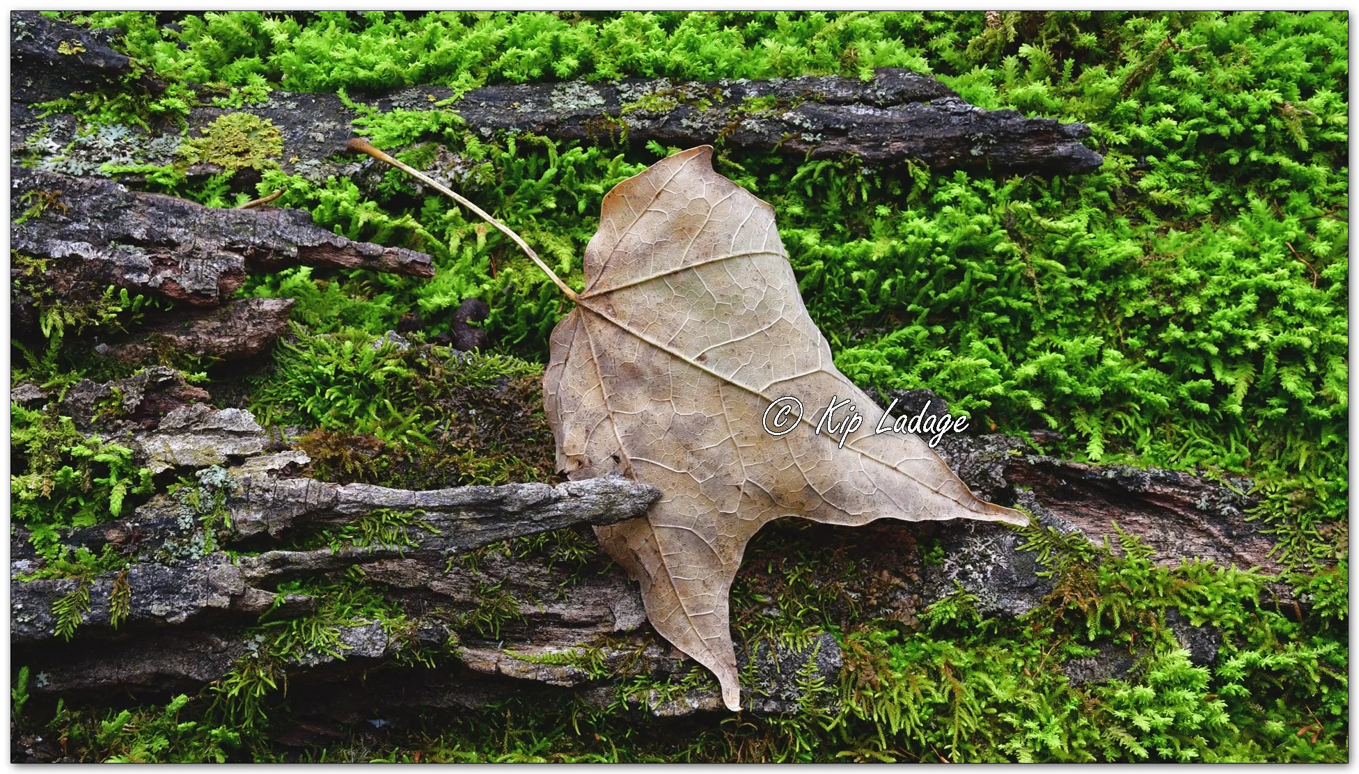 Autumn Maple Leaf and Moss FS - Image 1163344