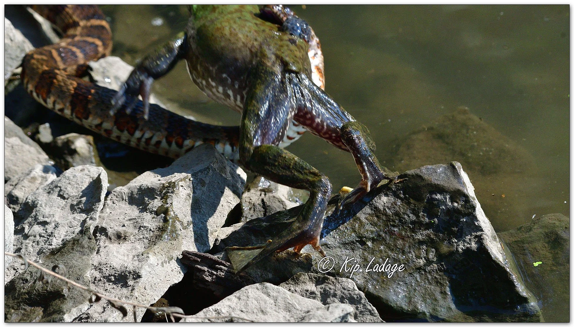 Northern Water Snake with Bullfrog - Image 1130800