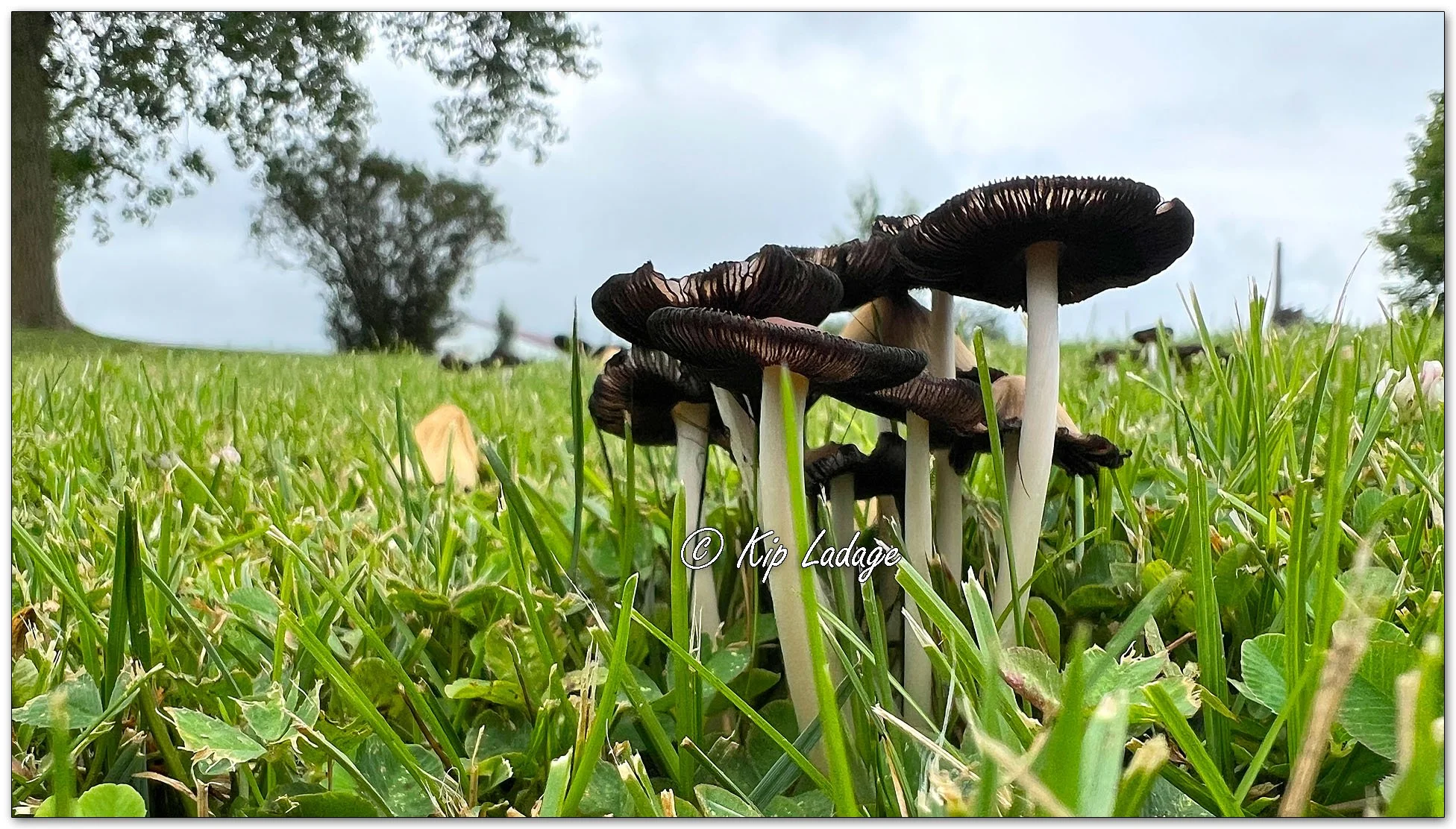 Mica Fungi - Image 1127253