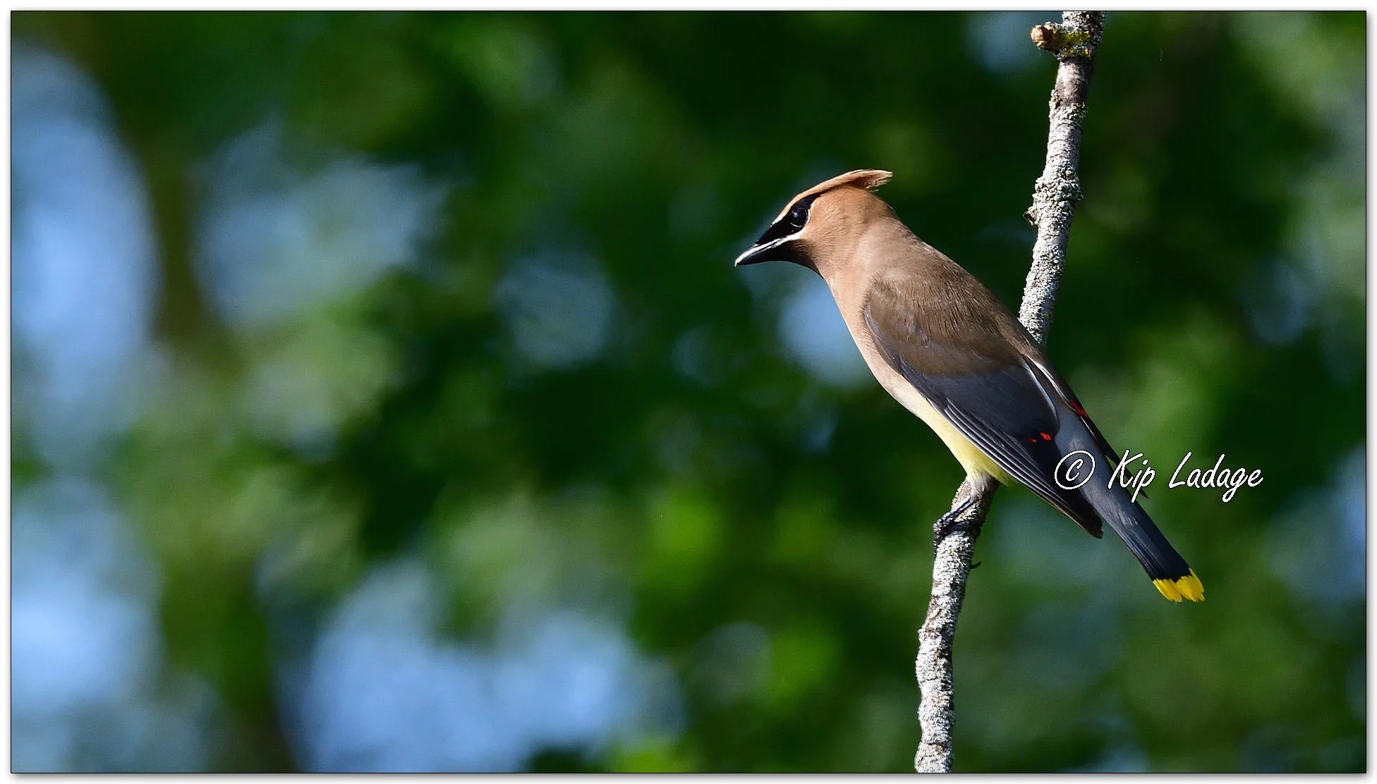 Cedar Waxwing - Image 1126468