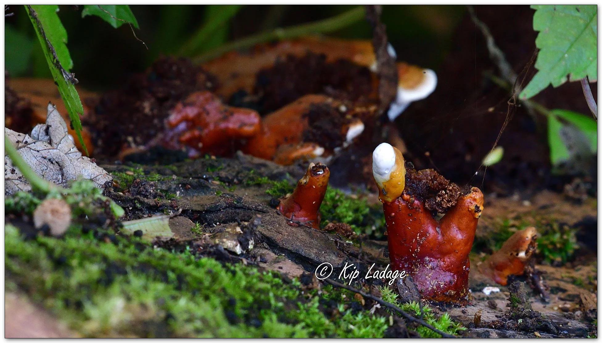 Golden Reishi Fungi - Image 1145966 (A "First" for me!)