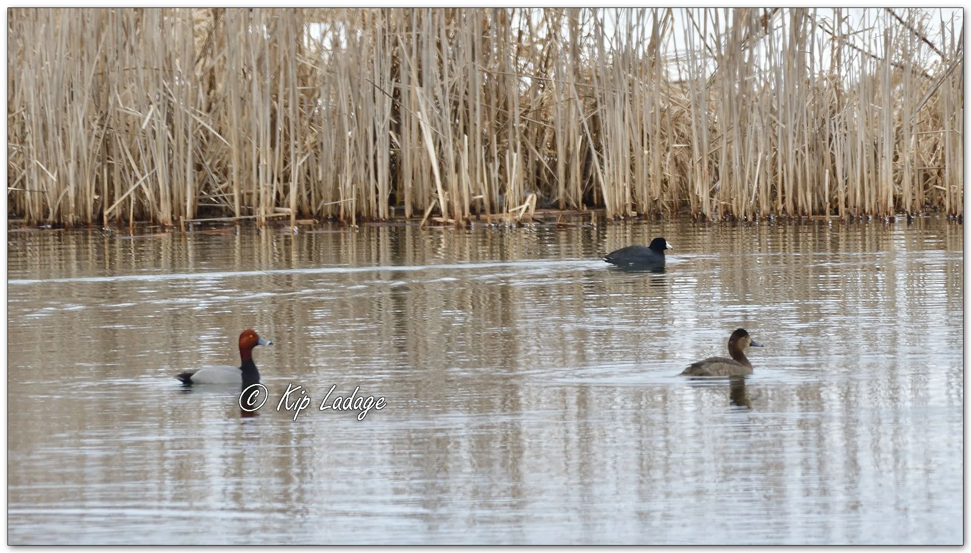 Redhead Ducks (with coots) - Image 1067088