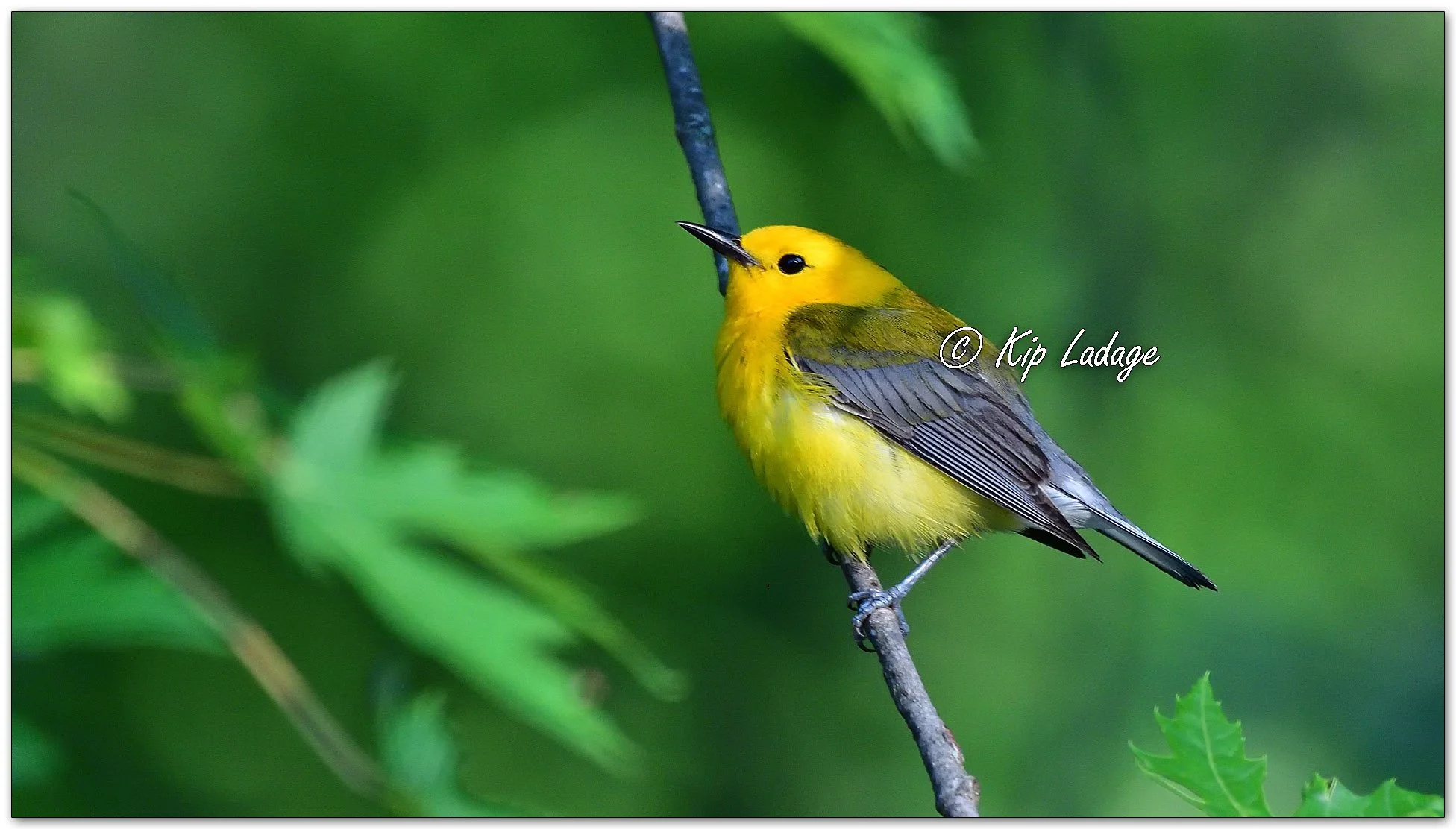 Prothonotary Warbler - Image 1116215